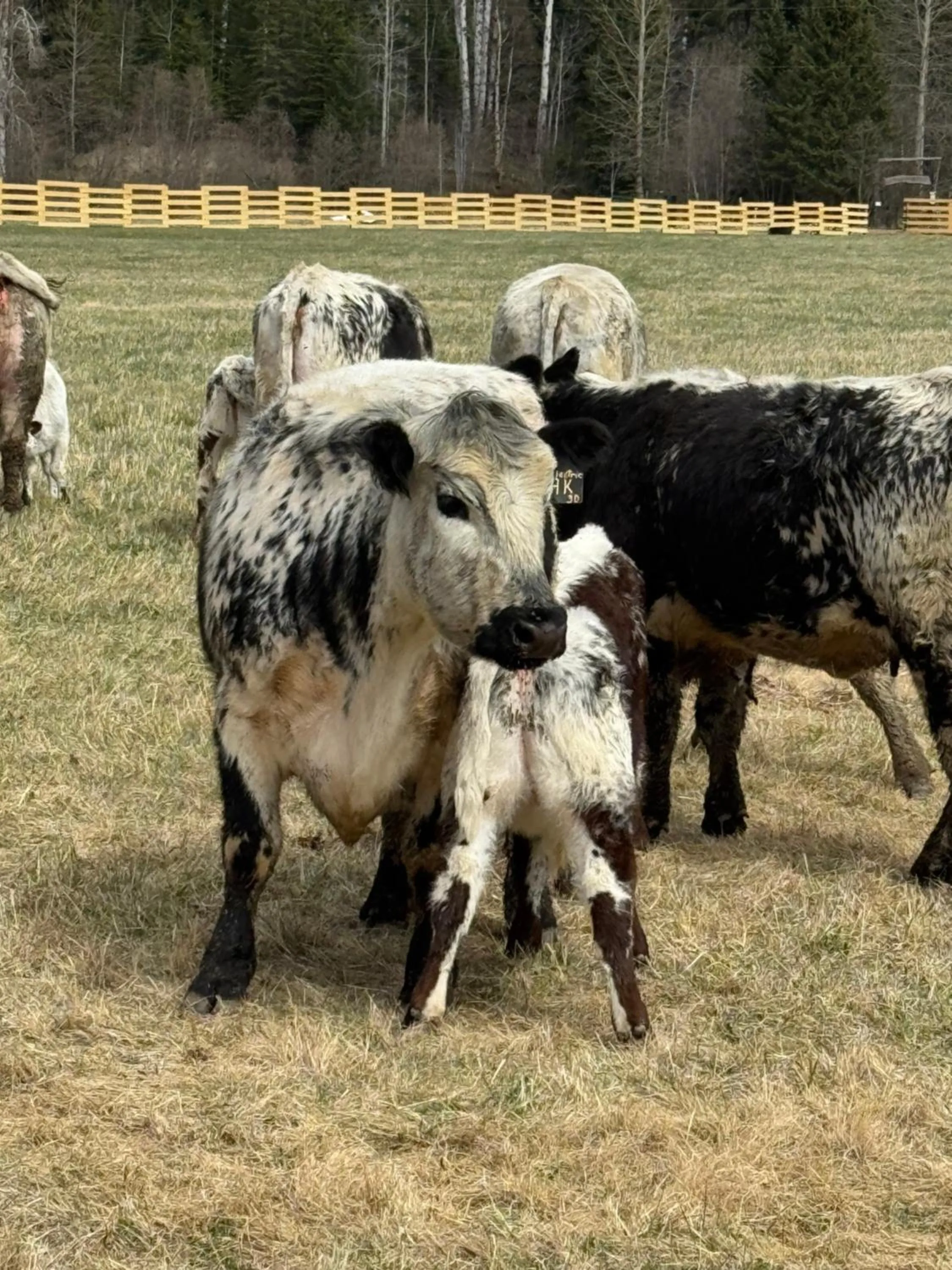 Animals in Nakiska Bear Ranch