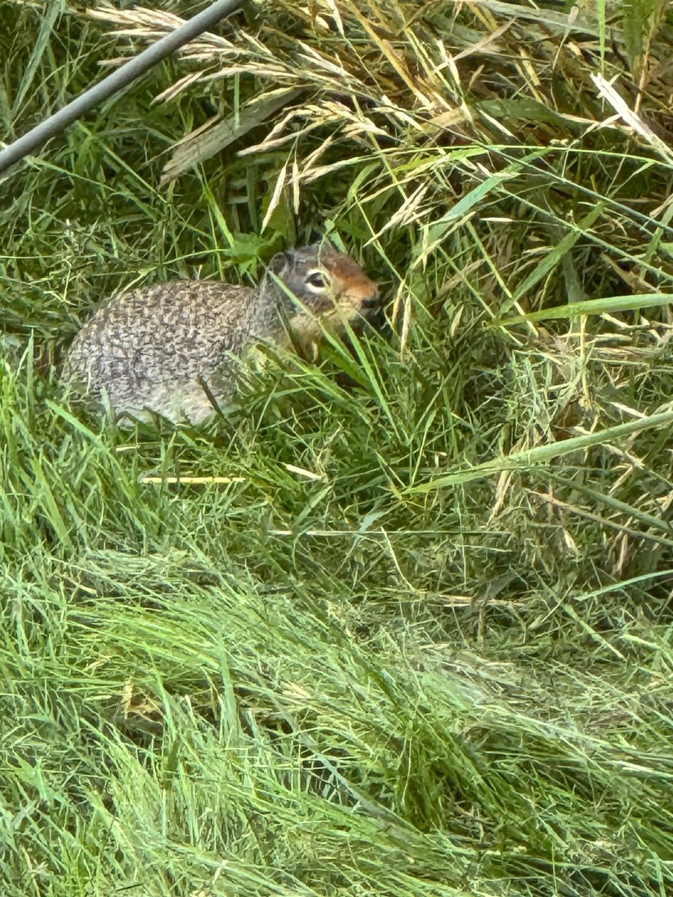 Garden in Nakiska Bear Ranch