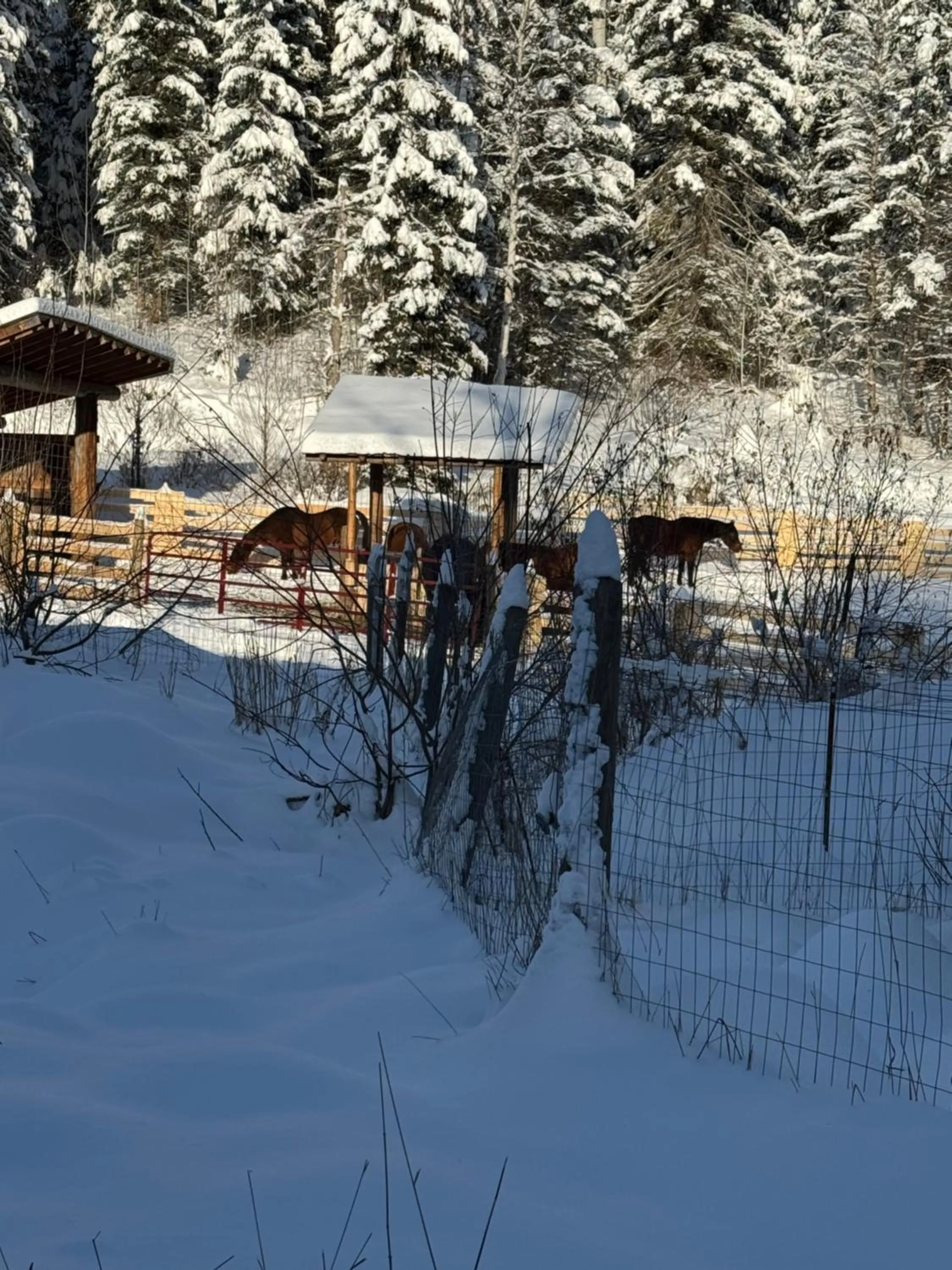 Horse-riding in Nakiska Bear Ranch