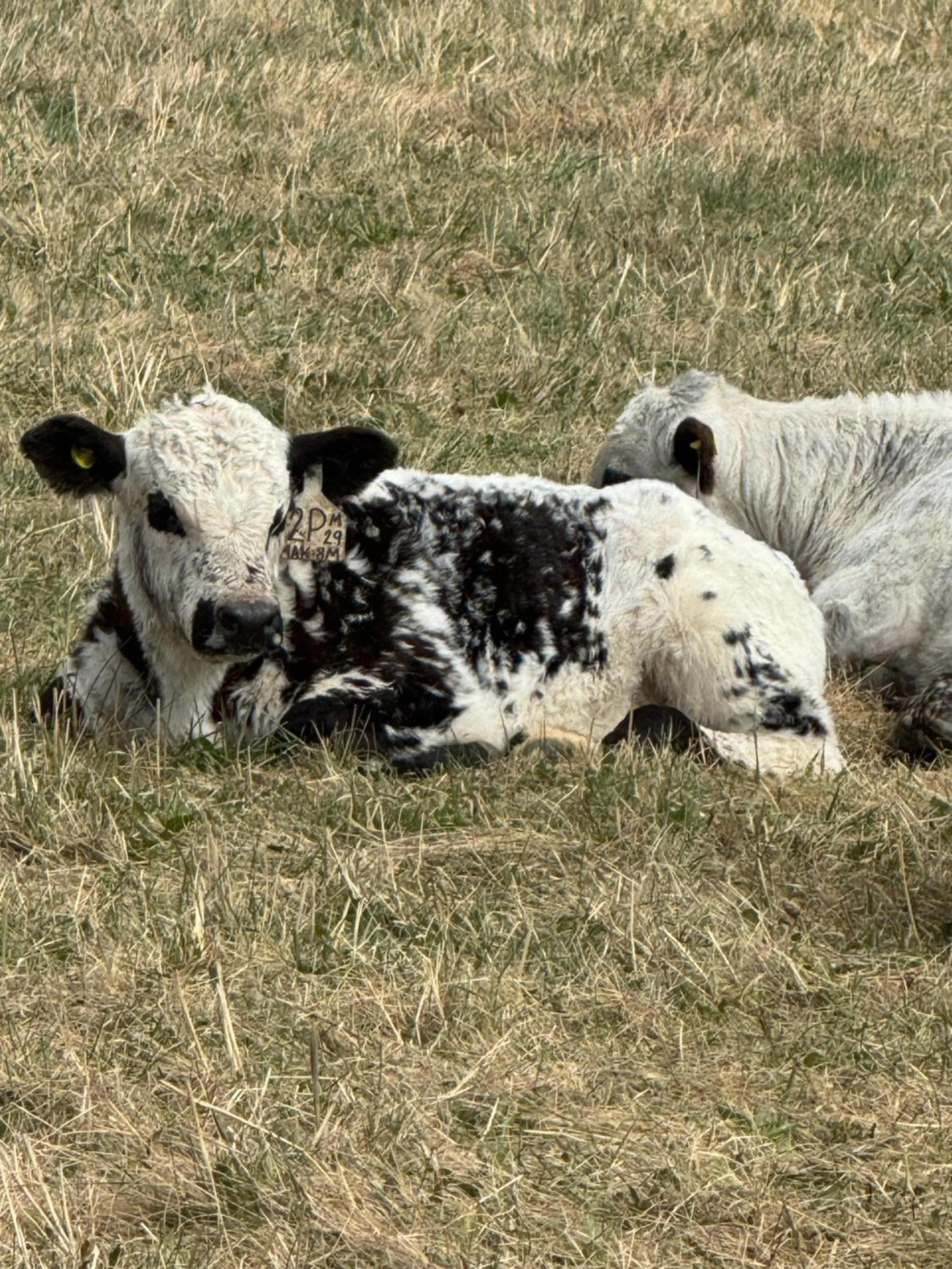 Animals in Nakiska Bear Ranch