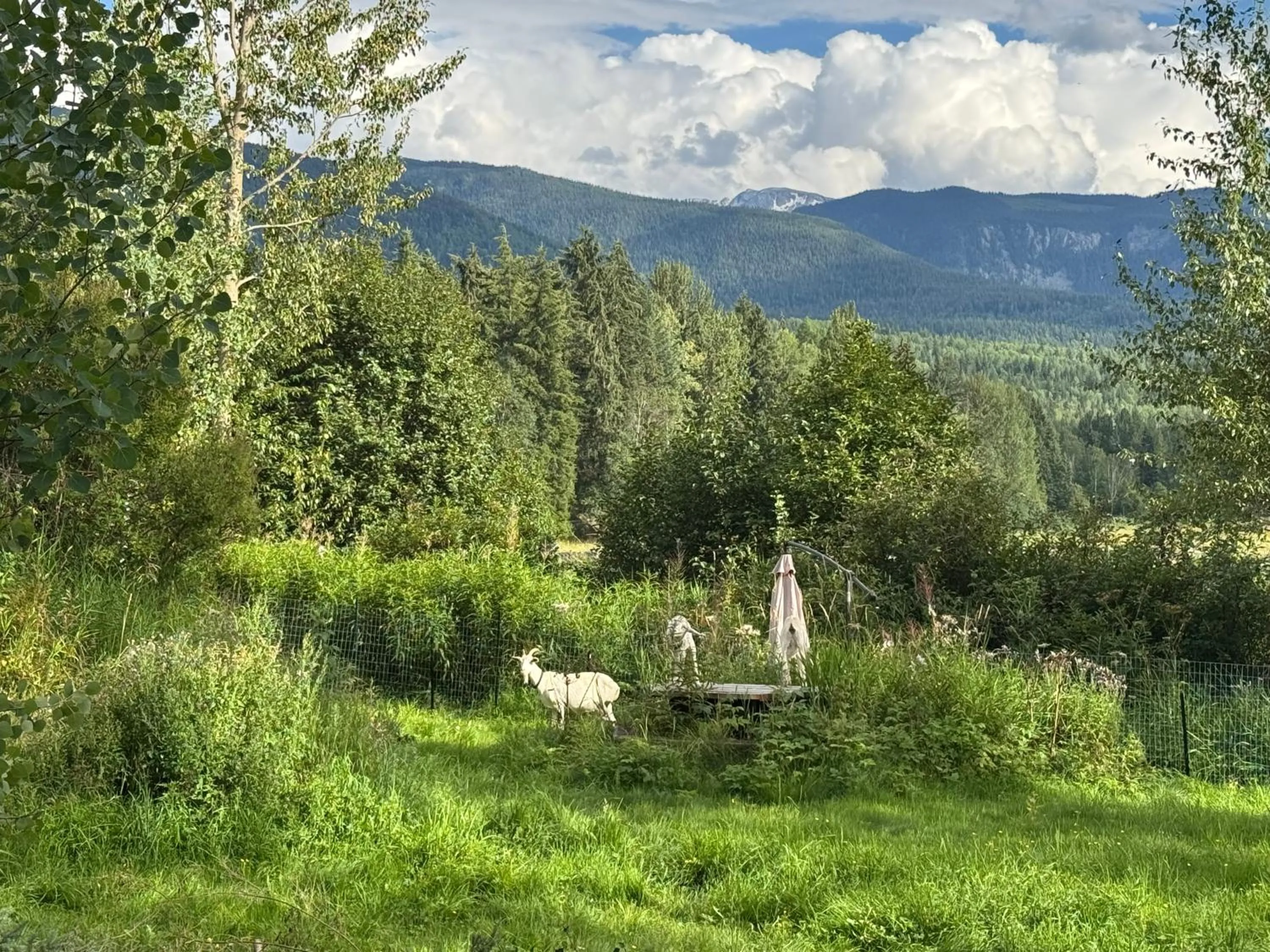 Natural landscape in Nakiska Bear Ranch