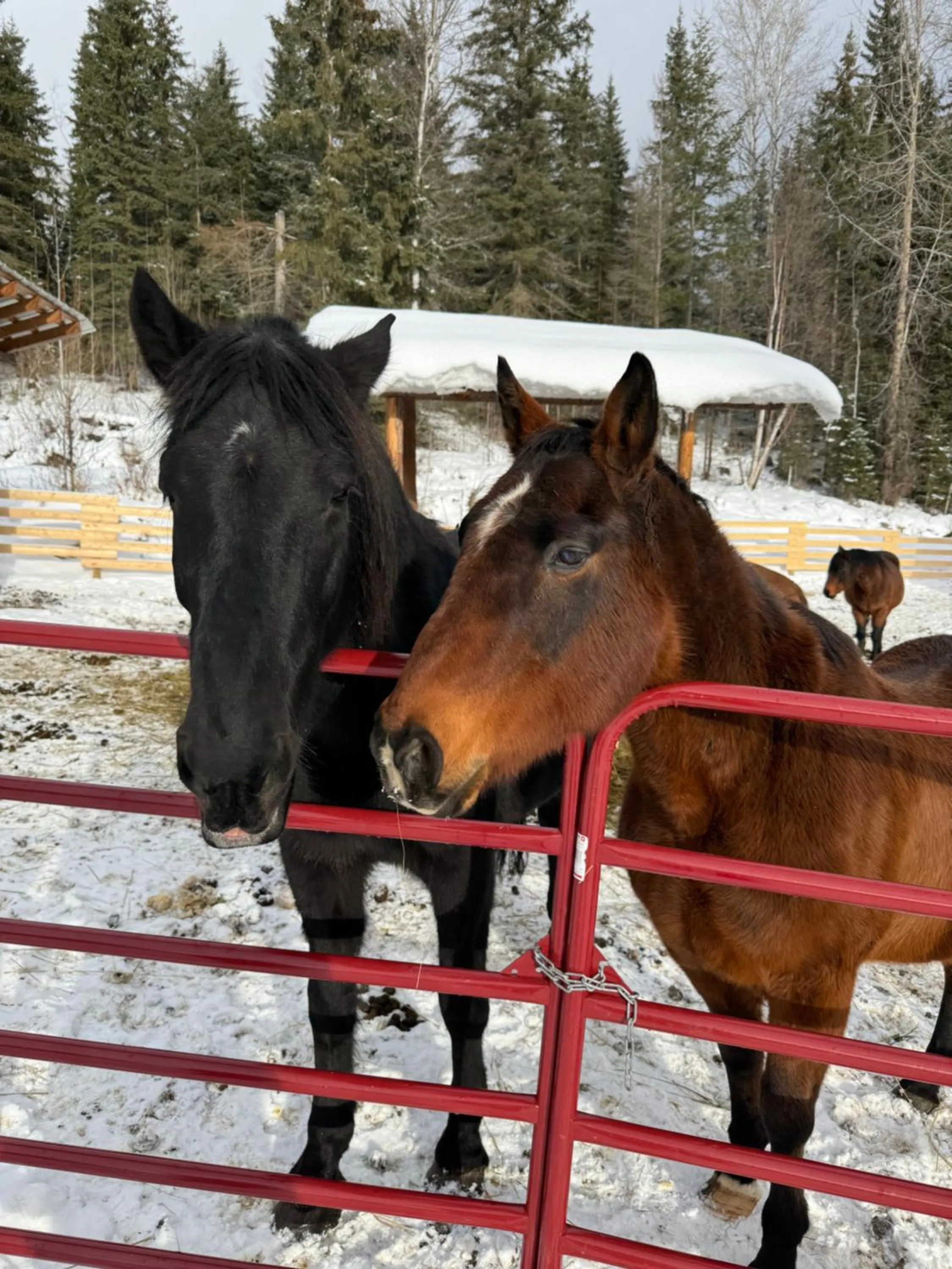 Day in Nakiska Bear Ranch