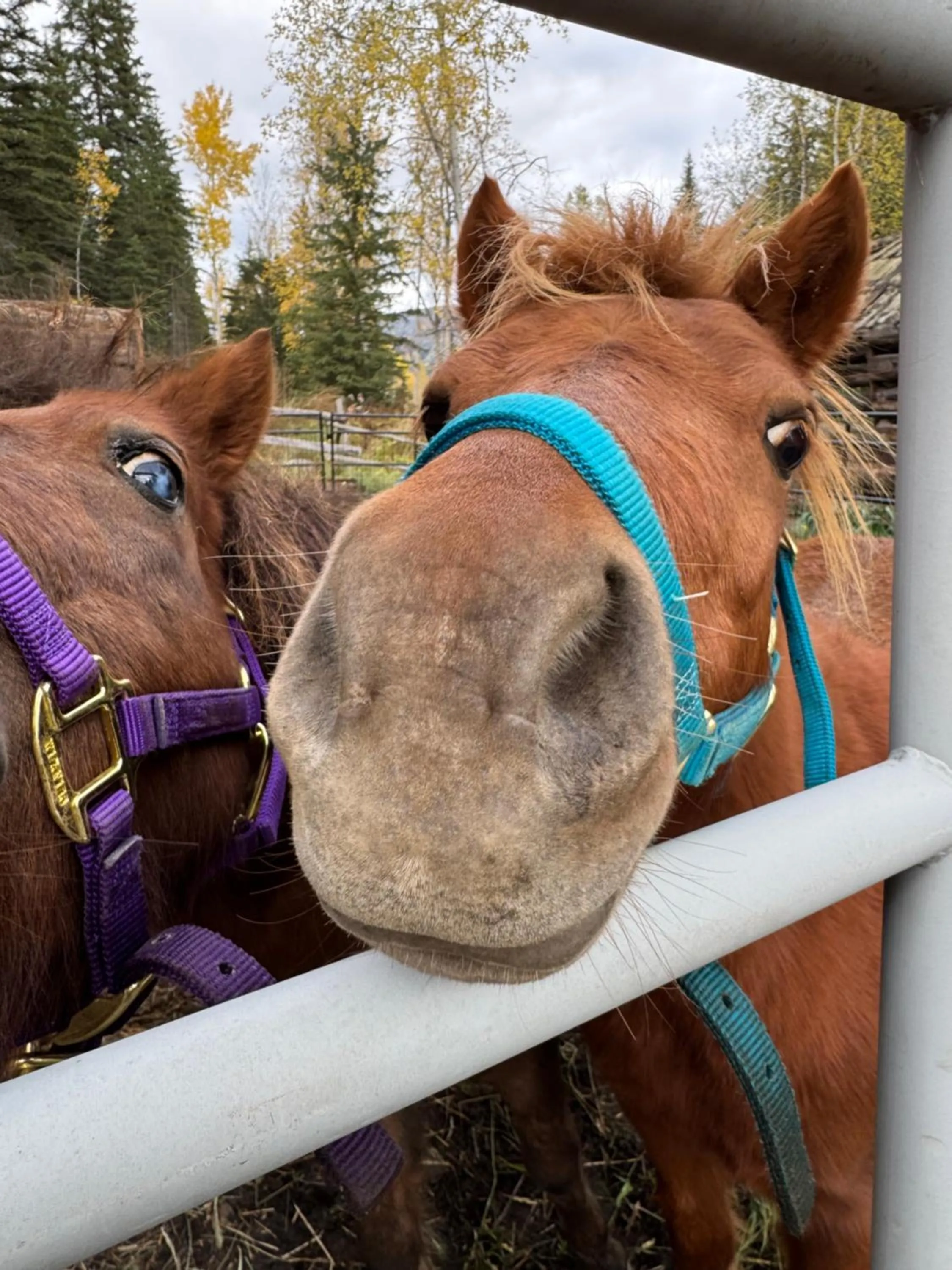 Horse-riding in Nakiska Bear Ranch