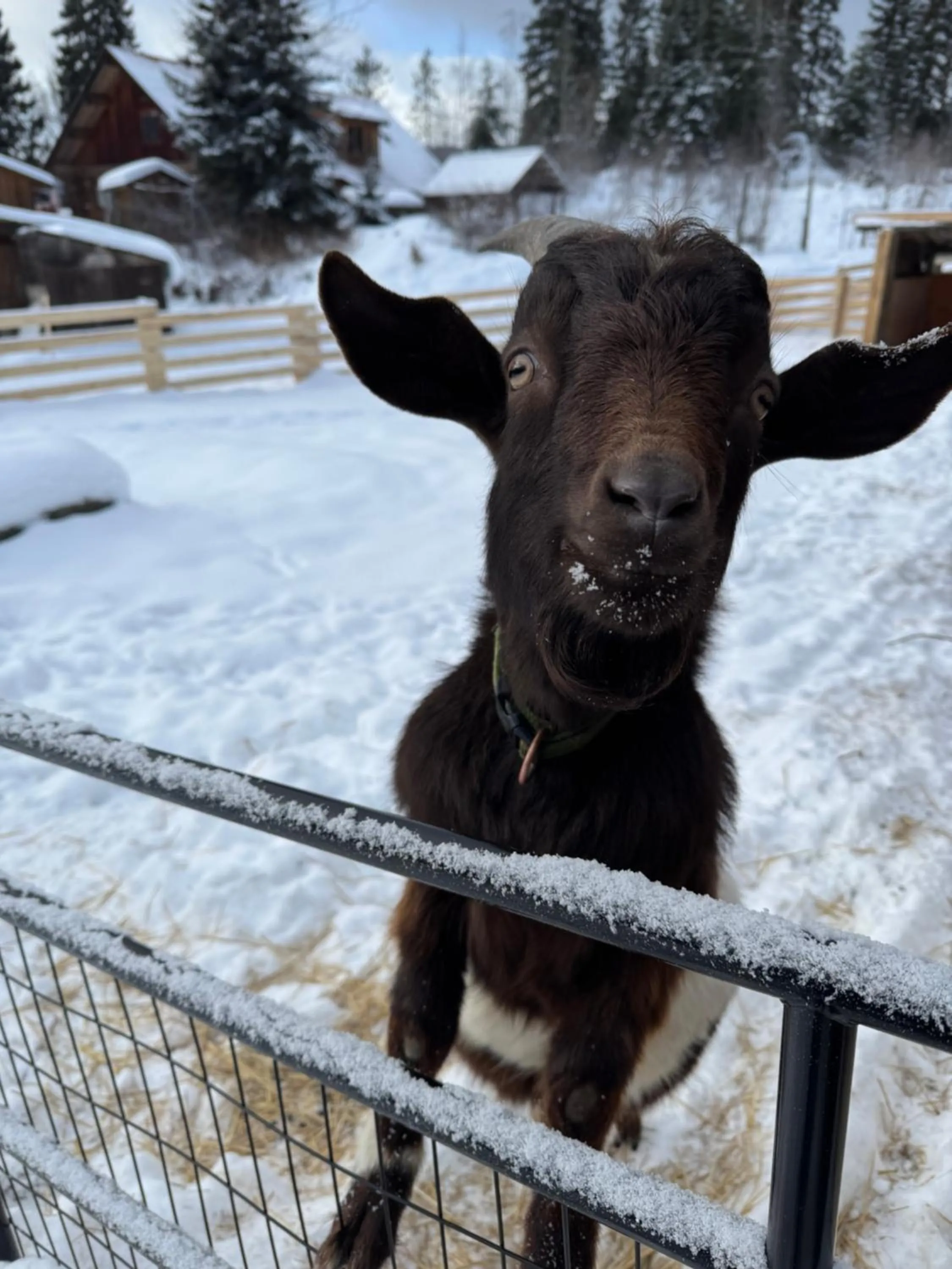 Winter in Nakiska Bear Ranch