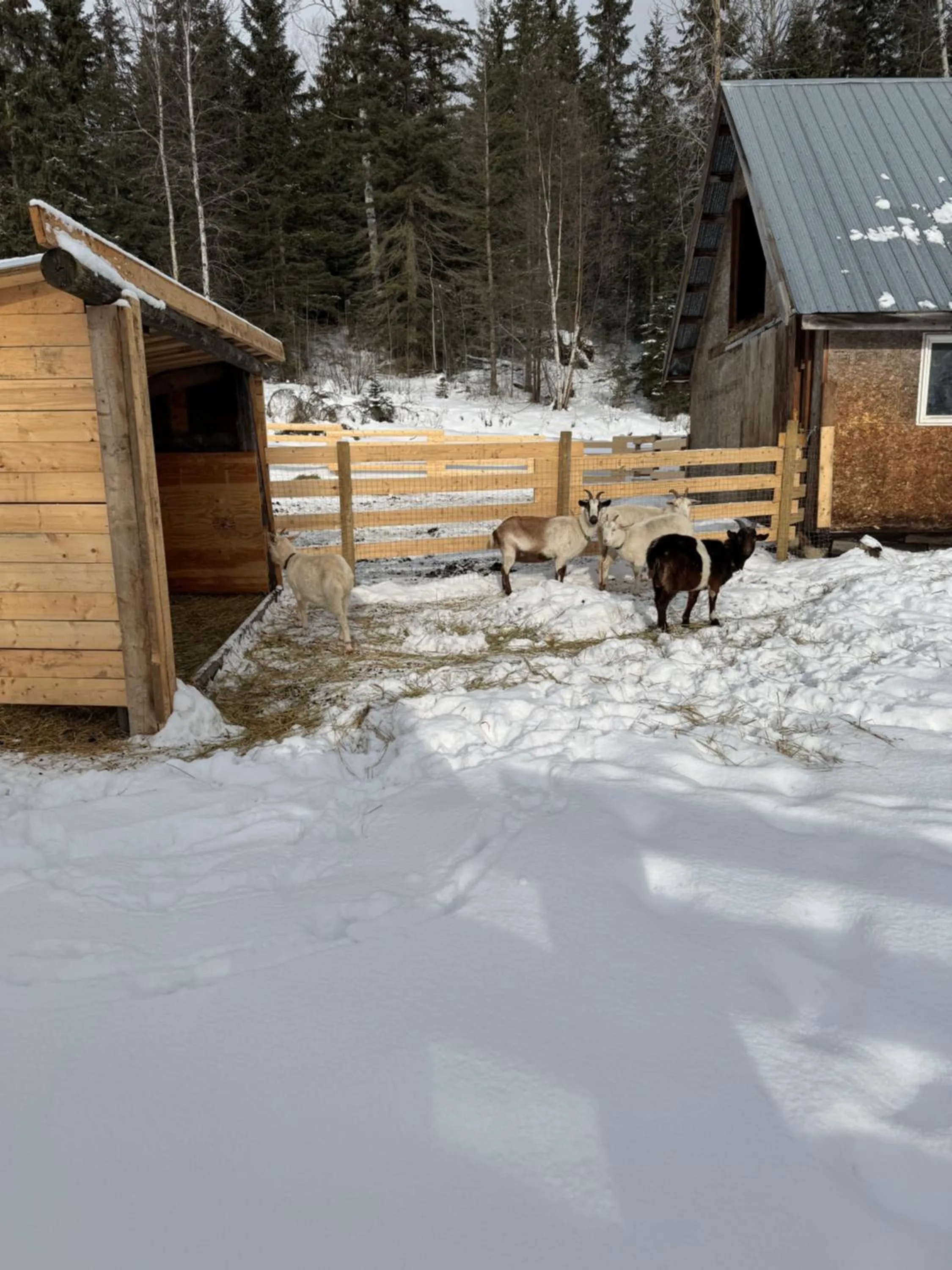 Day in Nakiska Bear Ranch
