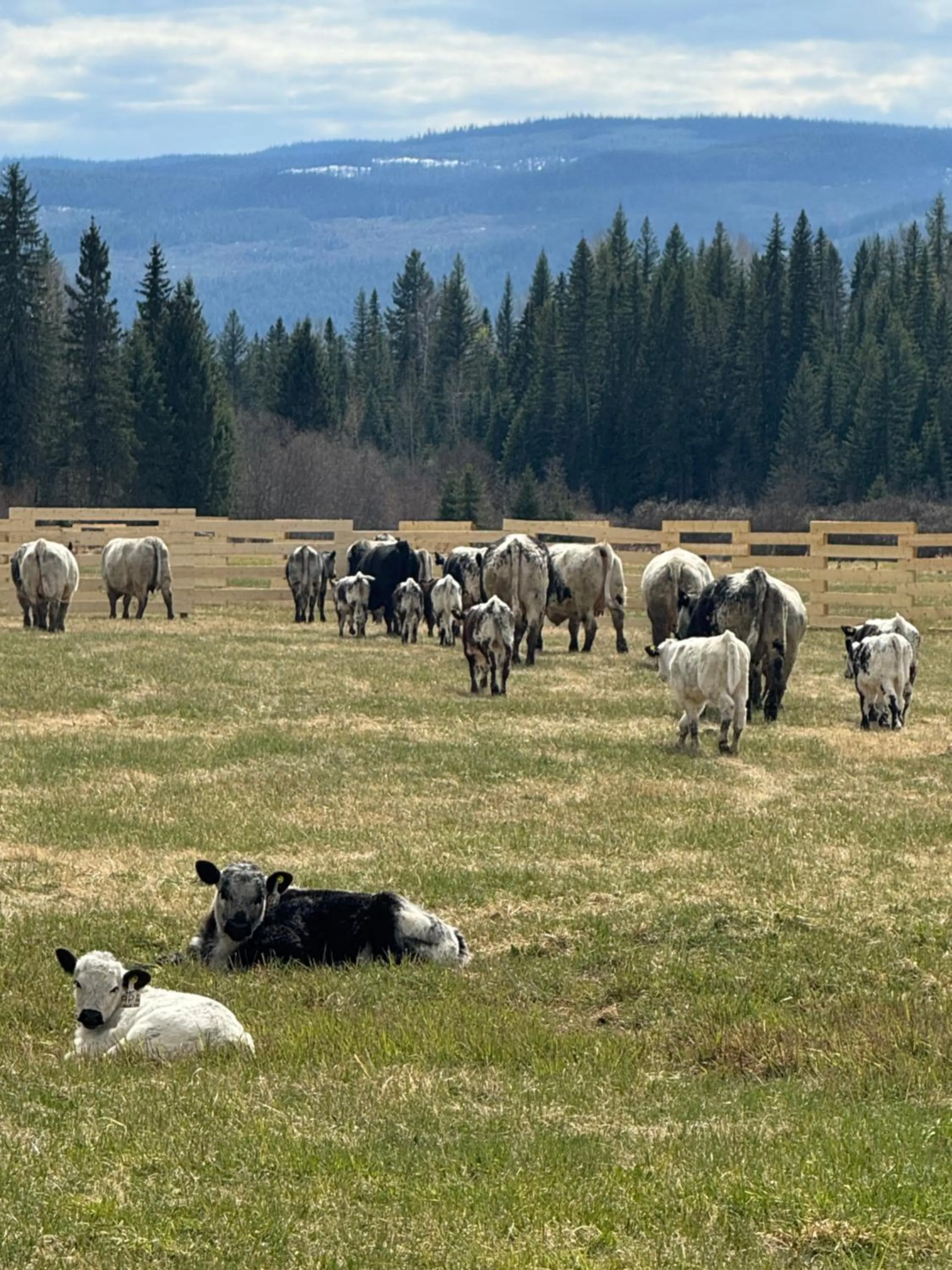 Animals in Nakiska Bear Ranch
