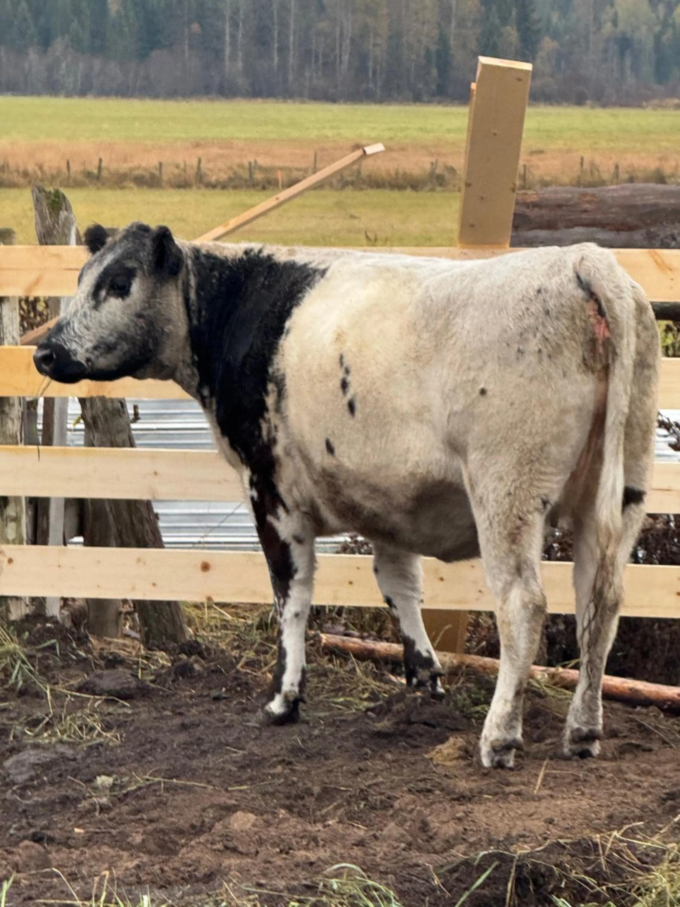 Property building in Nakiska Bear Ranch