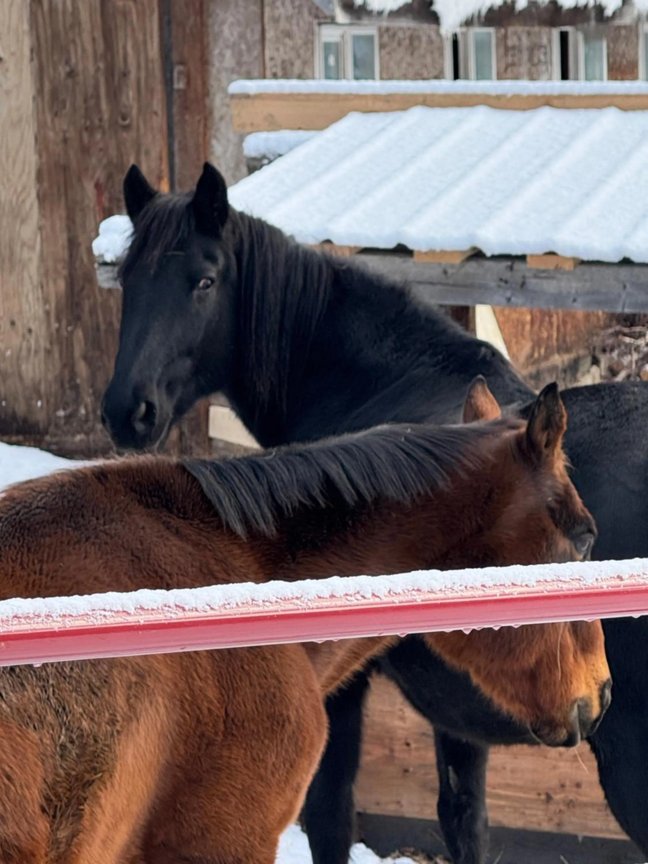 Horse-riding in Nakiska Bear Ranch