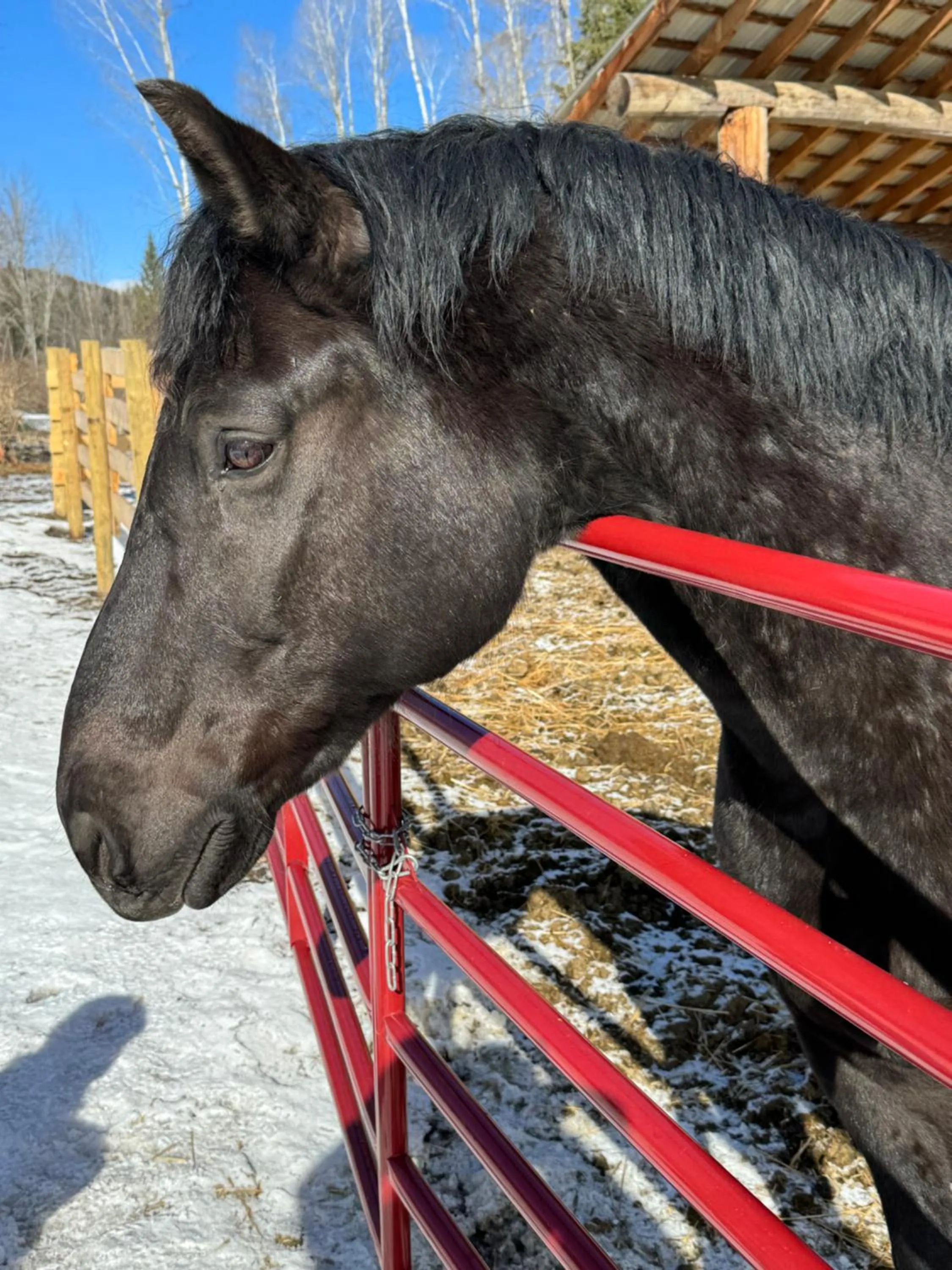 Other in Nakiska Bear Ranch