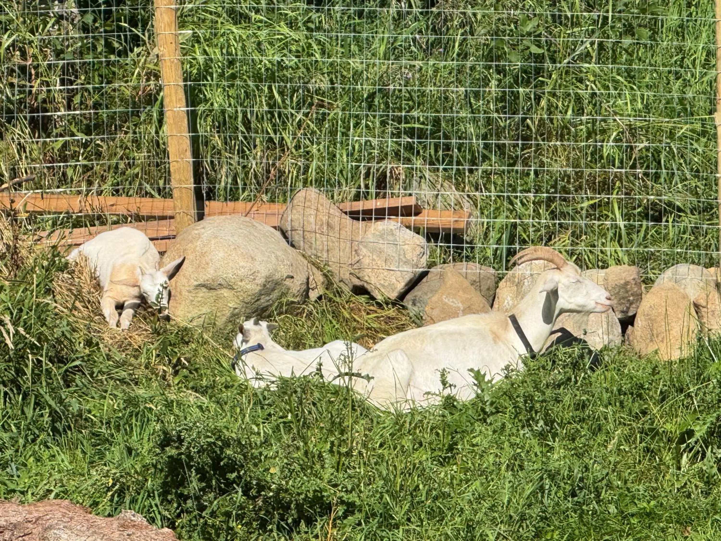Garden in Nakiska Bear Ranch