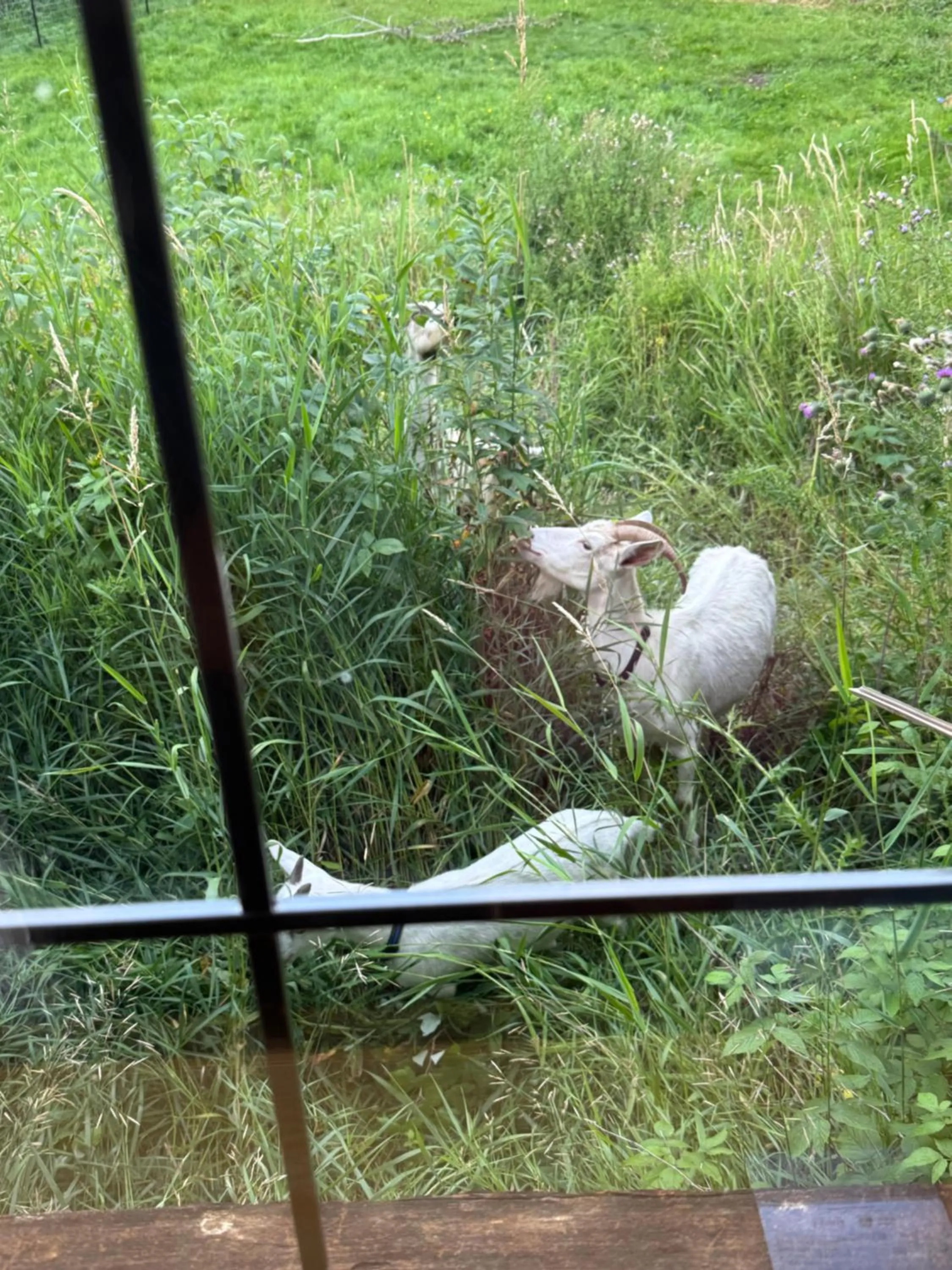 View (from property/room) in Nakiska Bear Ranch