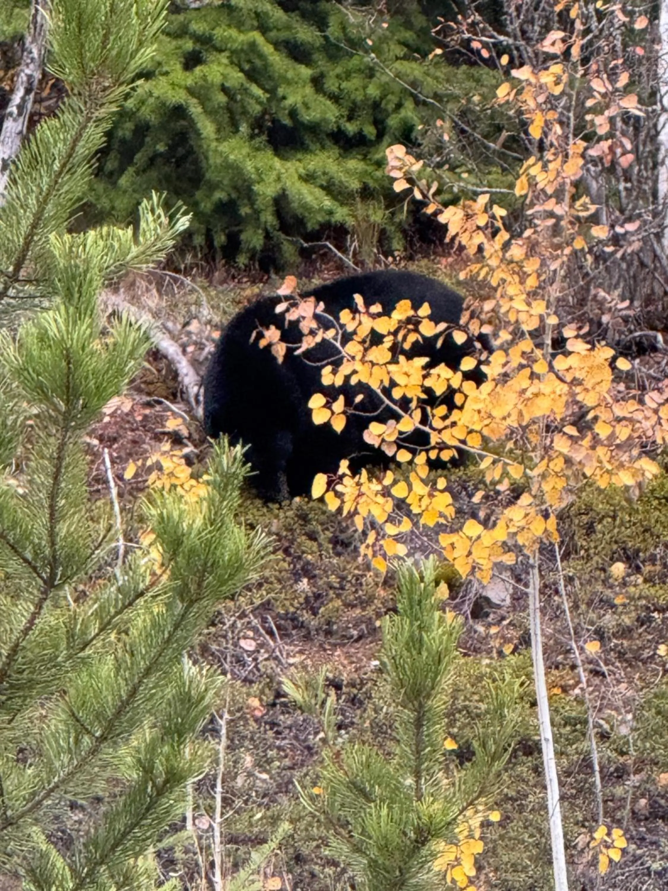 View (from property/room) in Nakiska Bear Ranch
