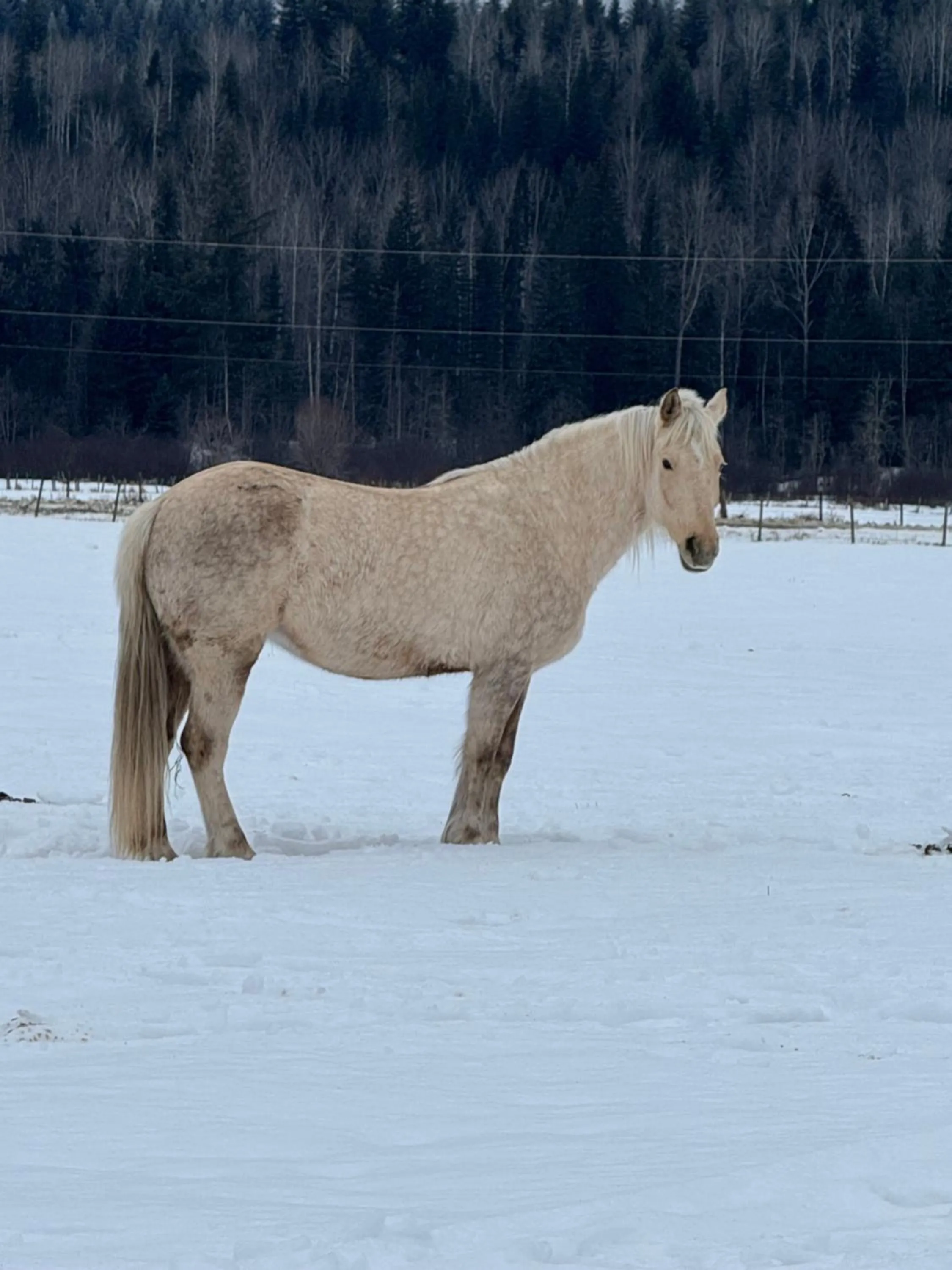 Winter in Nakiska Bear Ranch