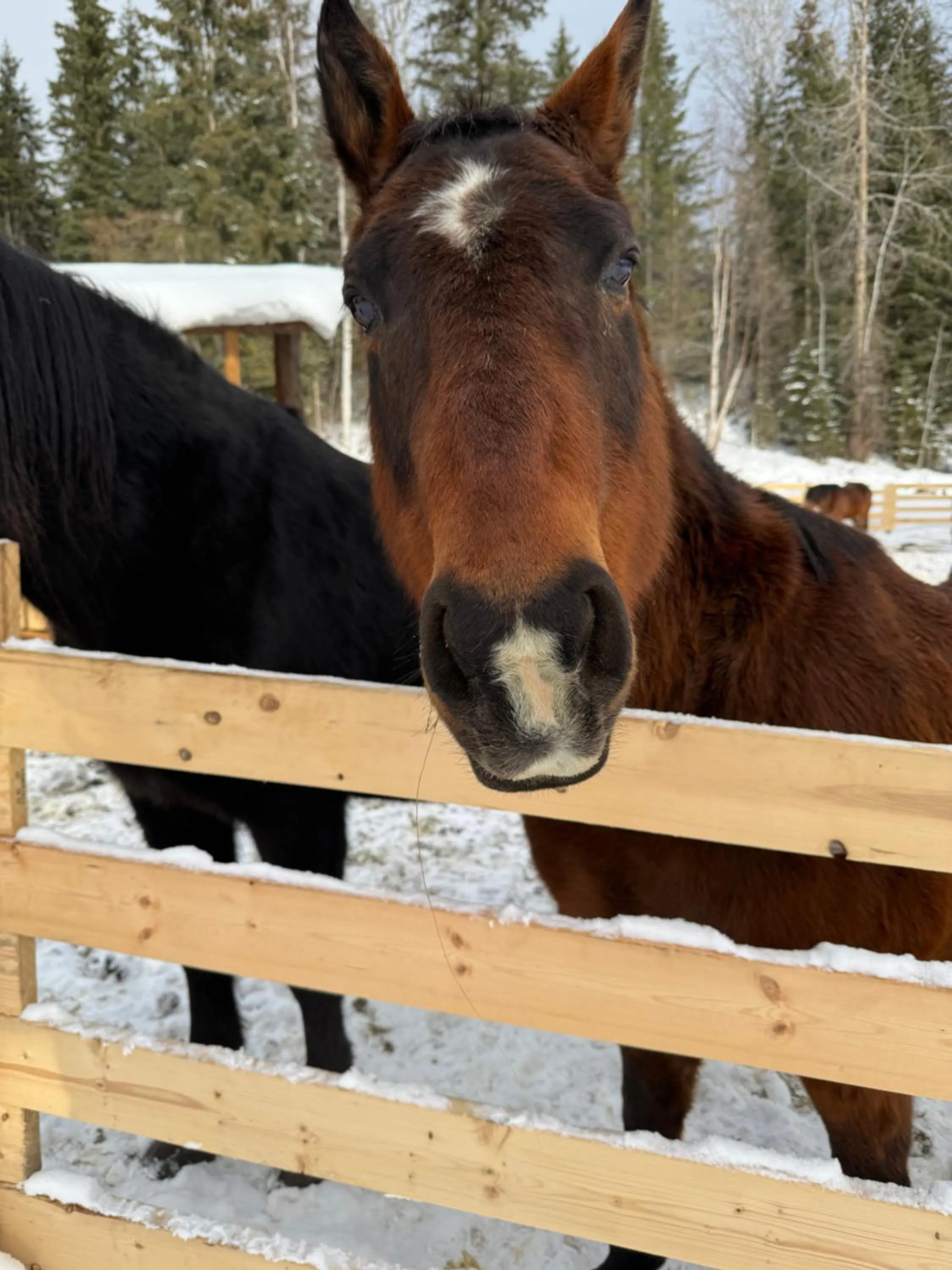 Day in Nakiska Bear Ranch
