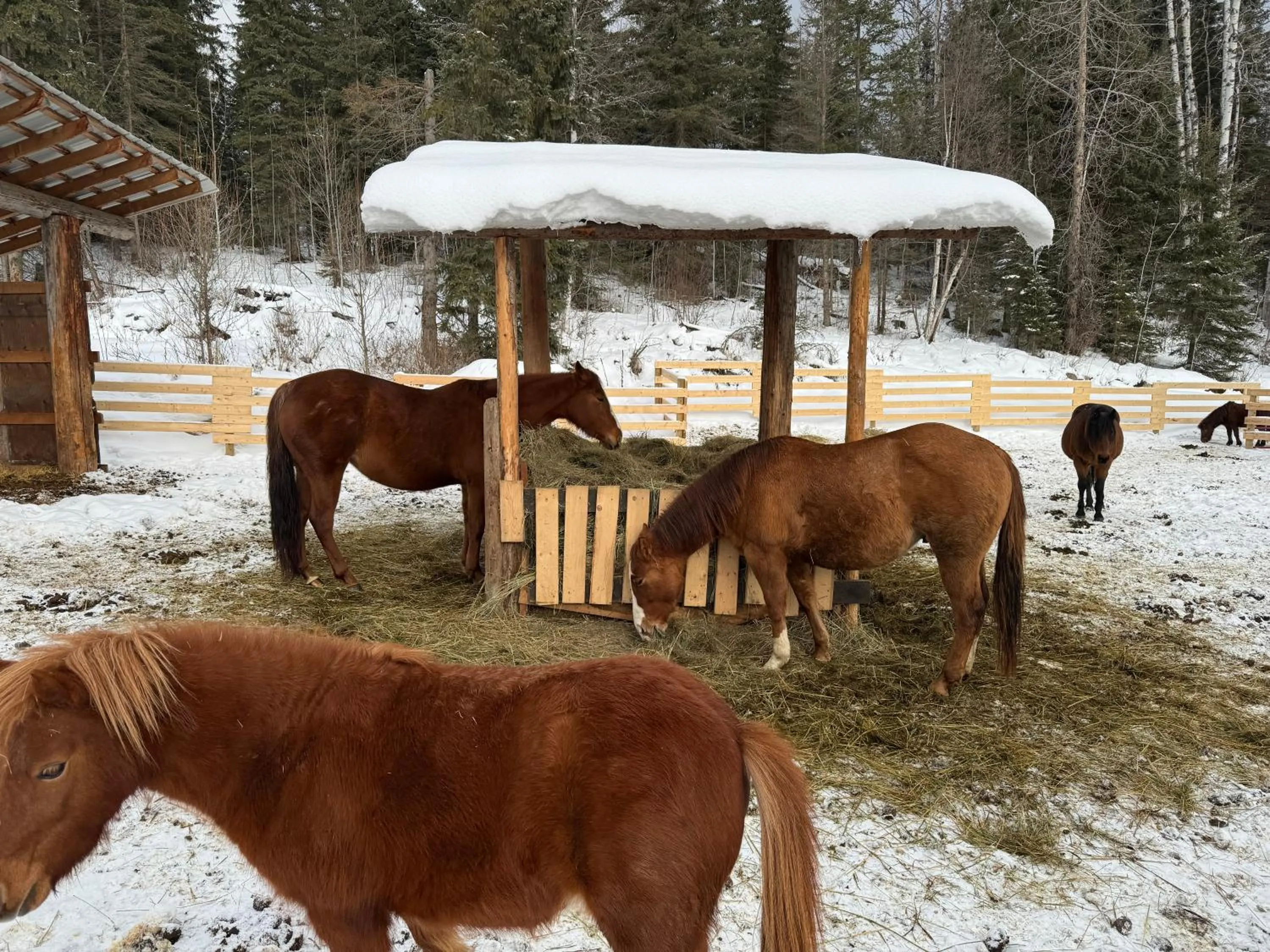 Animals in Nakiska Bear Ranch