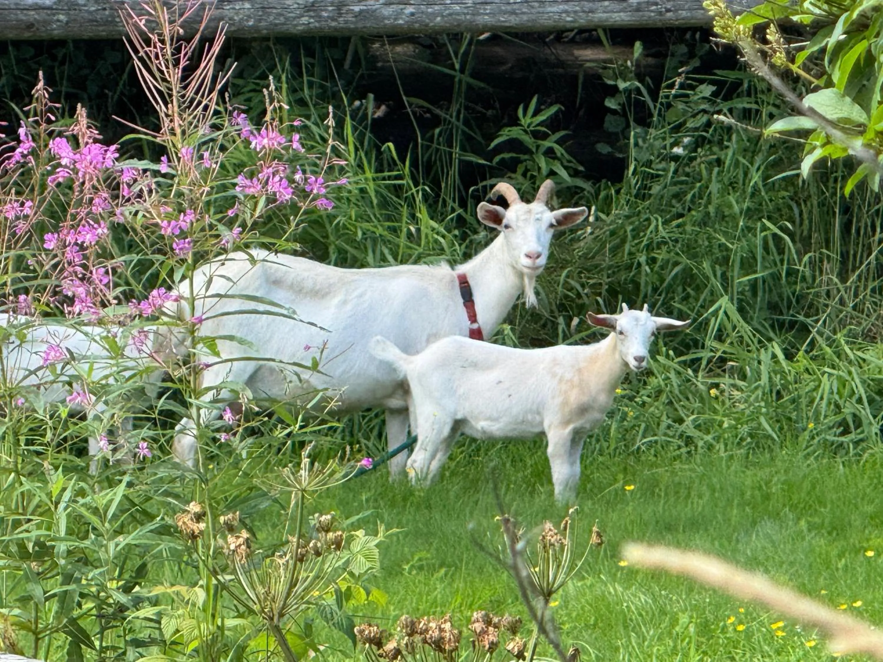 View (from property/room) in Nakiska Bear Ranch