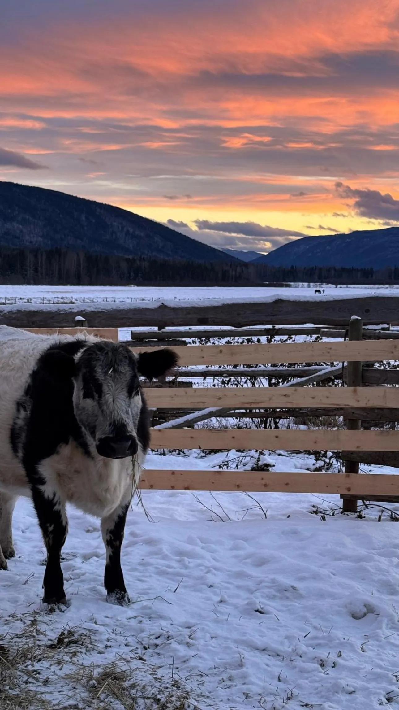 View (from property/room) in Nakiska Bear Ranch