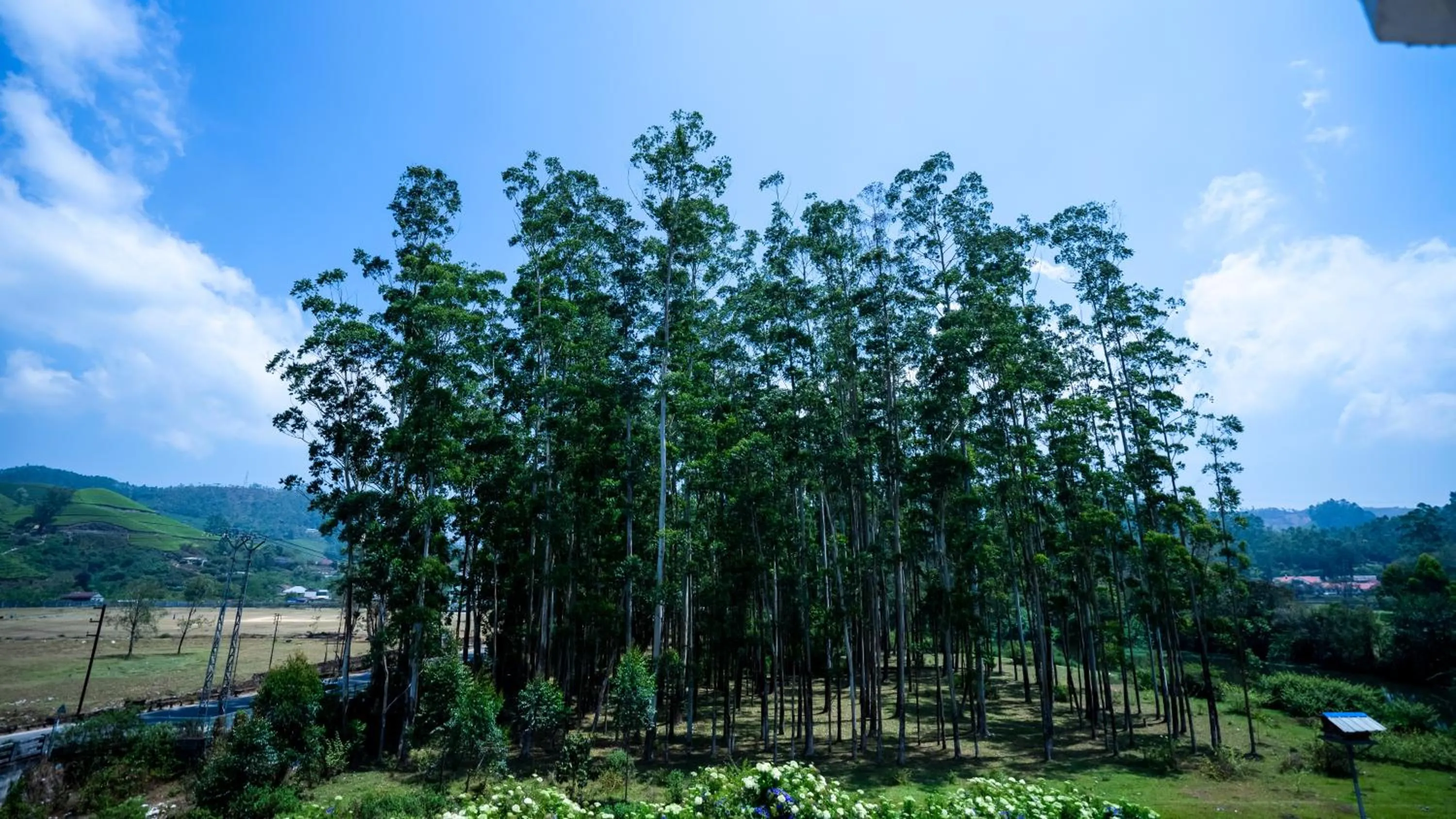 Natural landscape in HillView Munnar