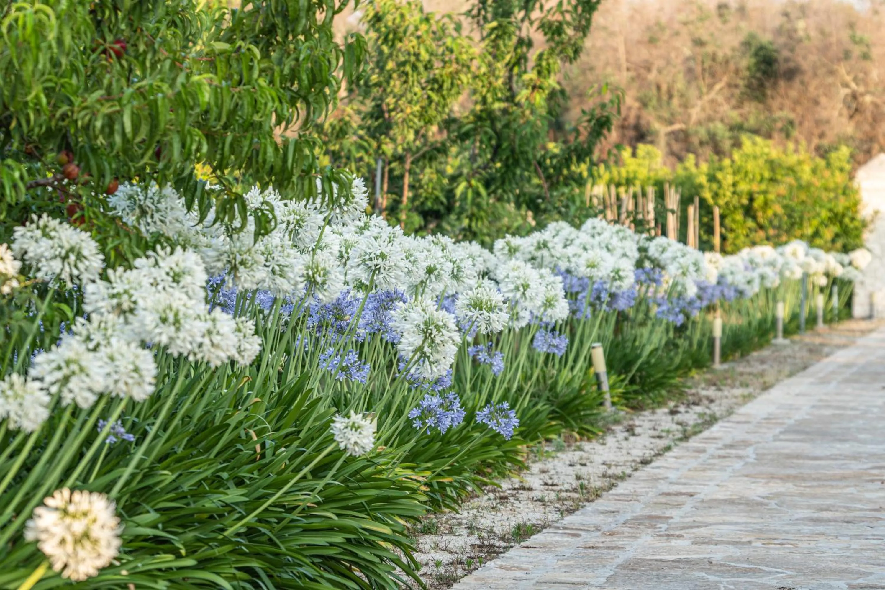 Natural landscape in Agriturismo Panacea