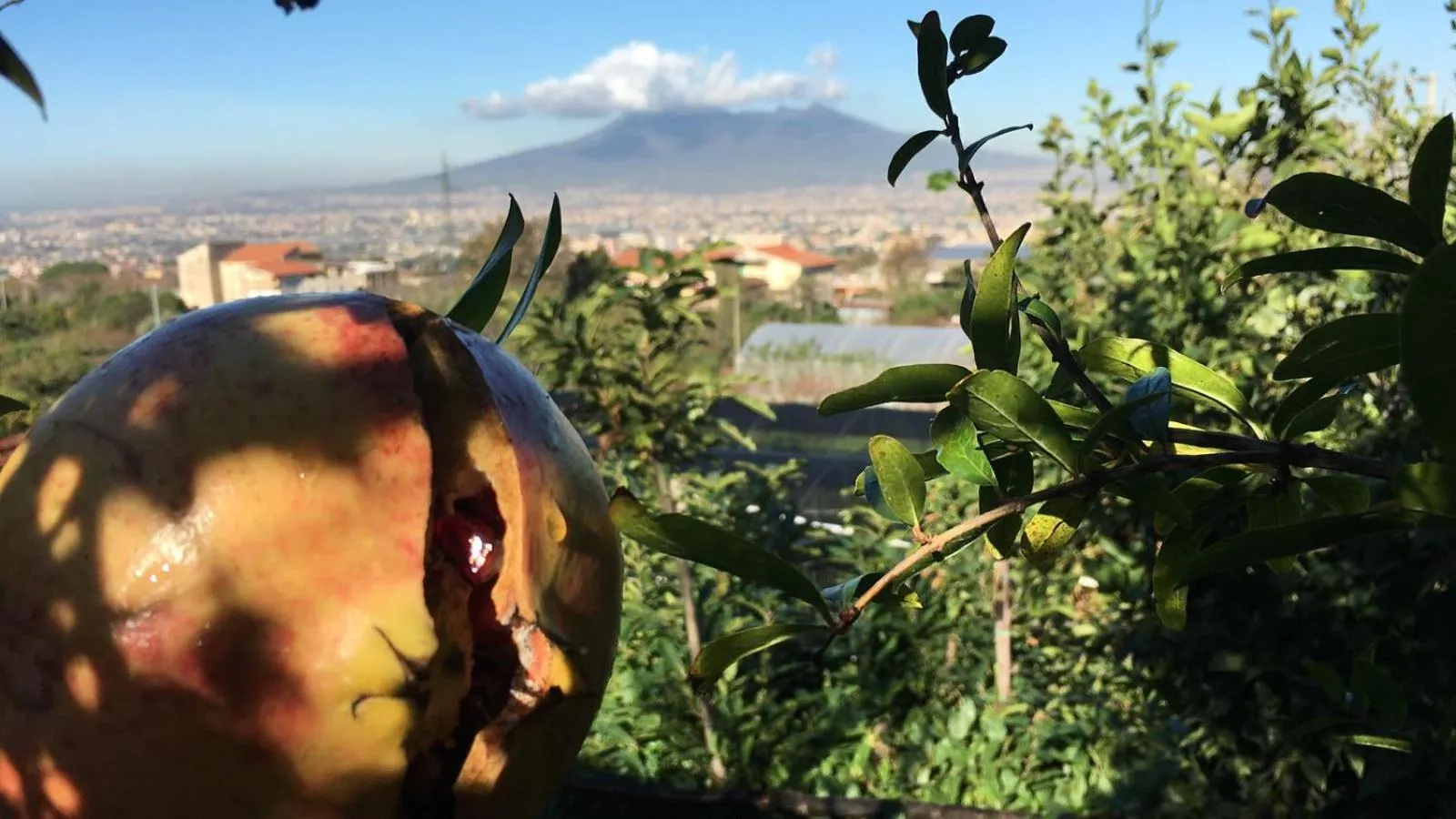 Garden in B & B Evergreen