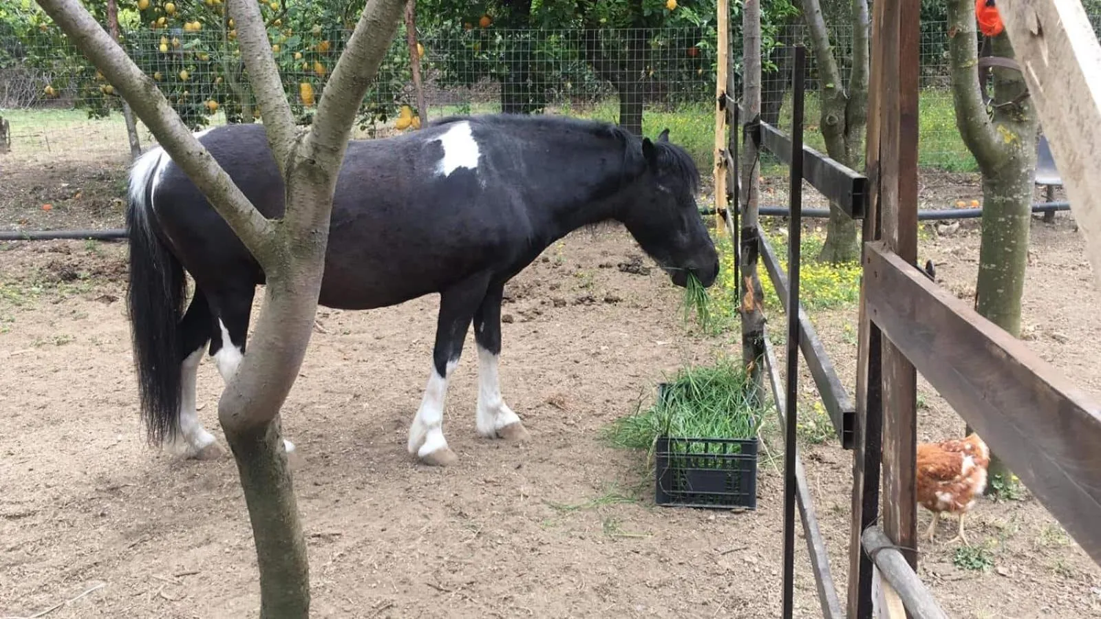 Animals in B & B Evergreen