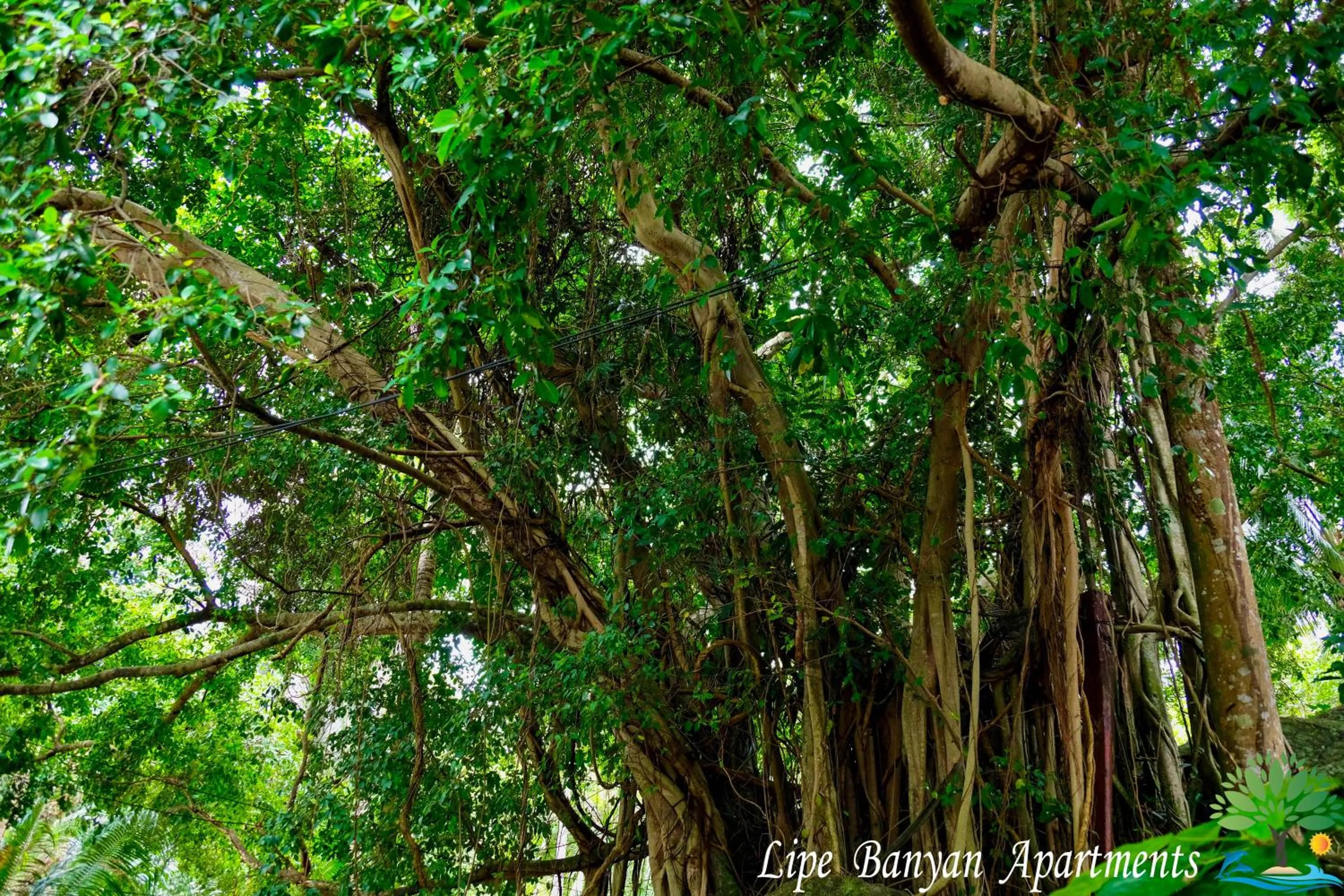 Lipe Banyan Apartments