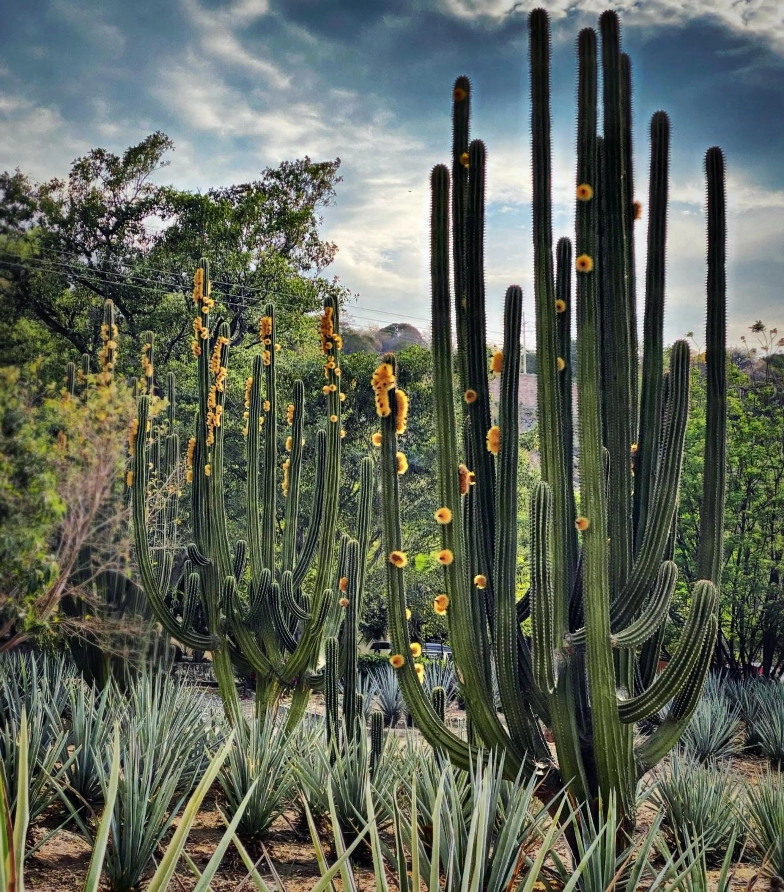 Matices Hotel de Barricas