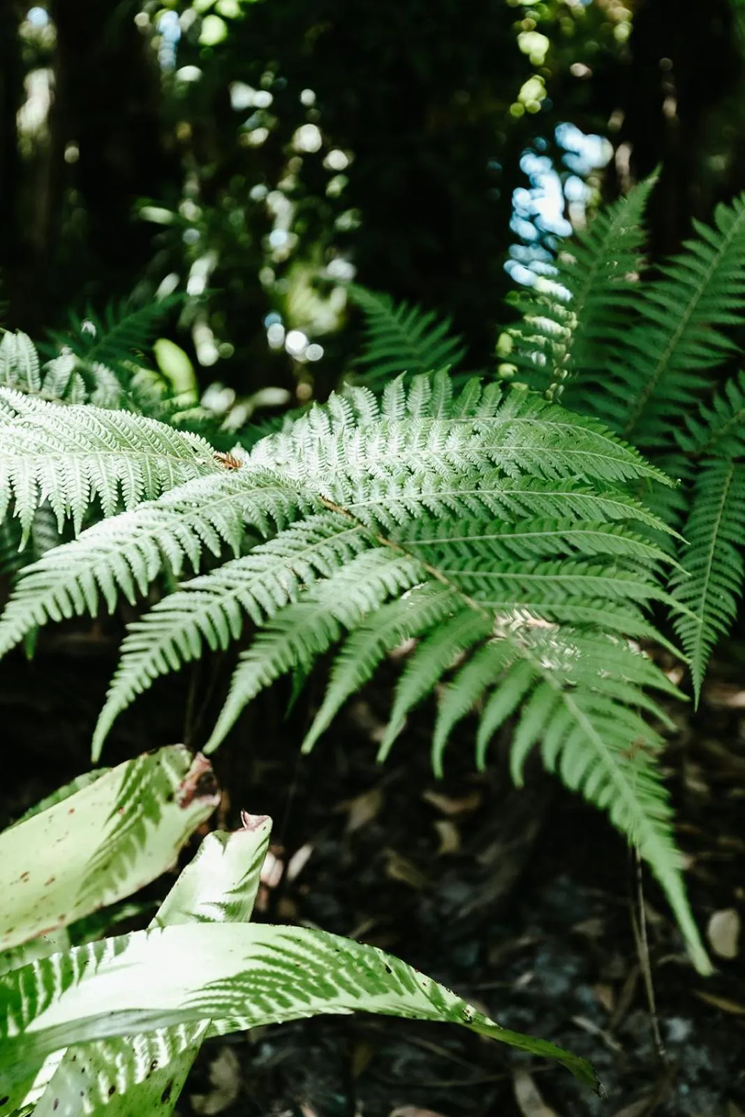 Garden in 1770 Getaway Villas