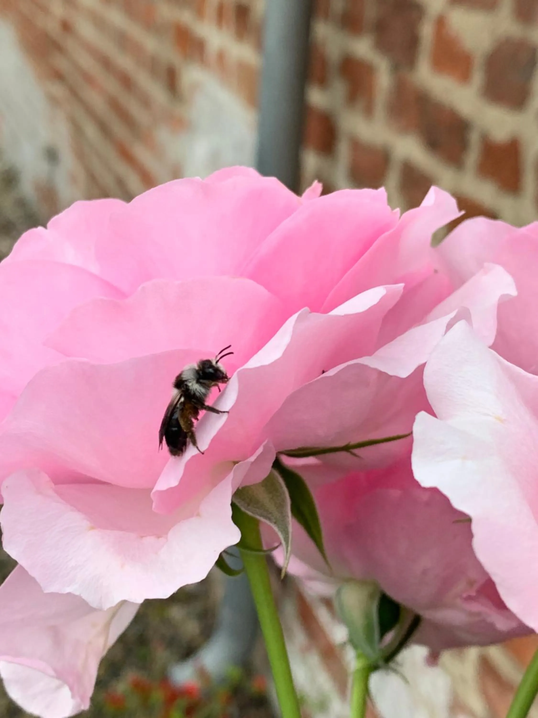 Property building in Hotel Møllehuset