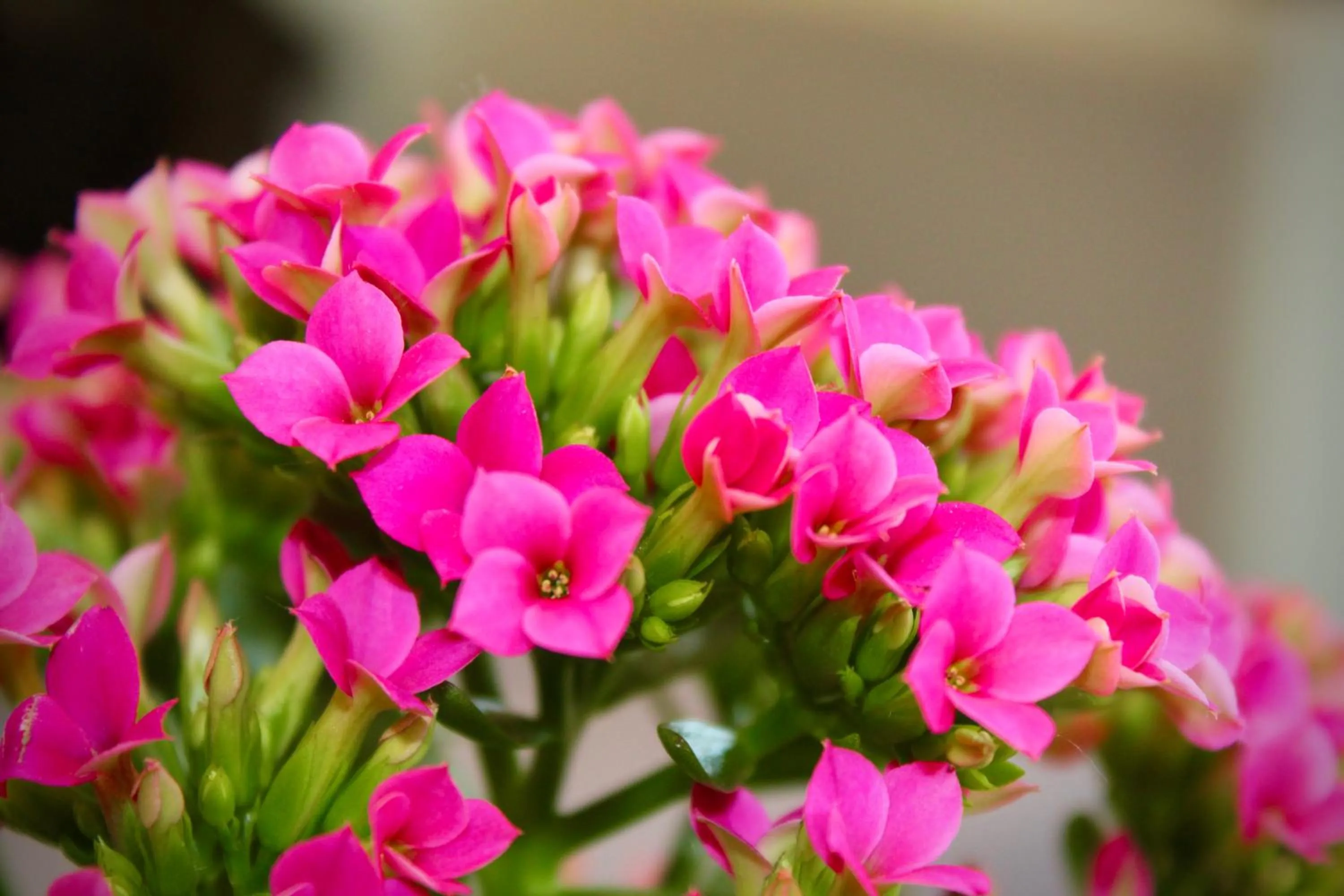 Garden view in Hotel Cristina