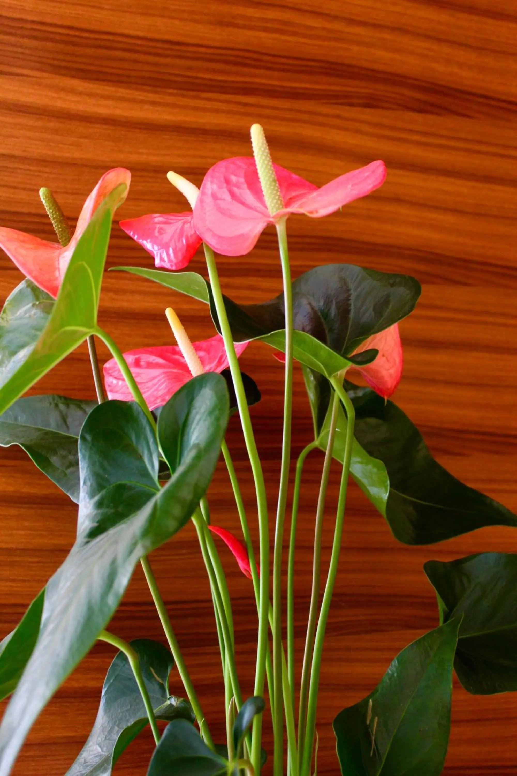 Lobby or reception in Hotel Cristina