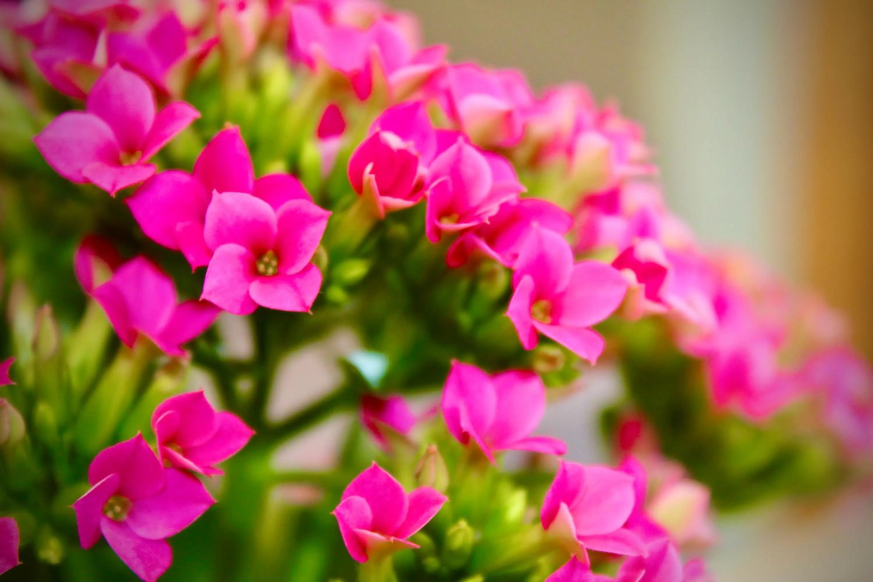 Garden in Hotel Cristina