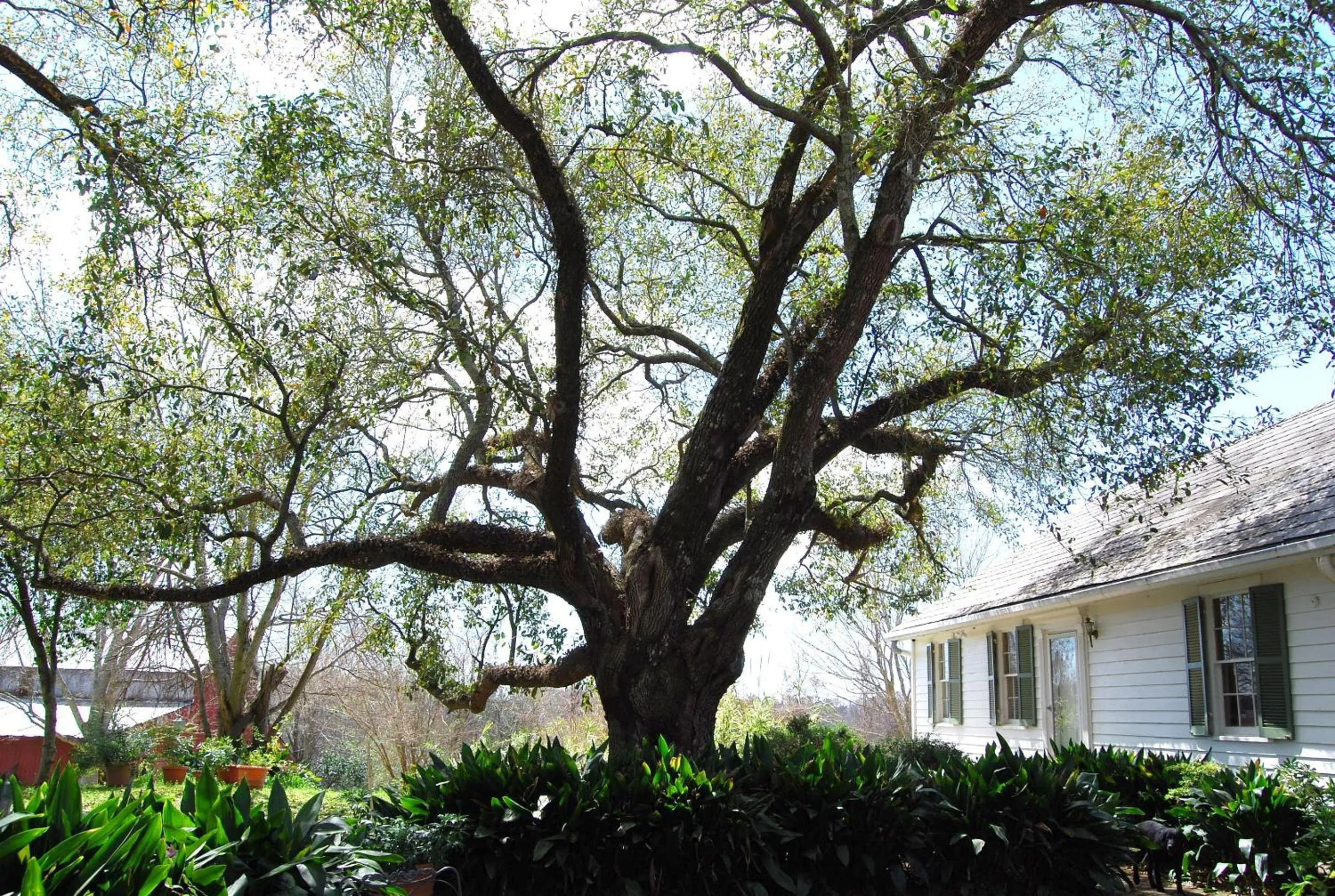 Area and facilities in Glenfield Plantation Historic Antebellum Bed and Breakfast