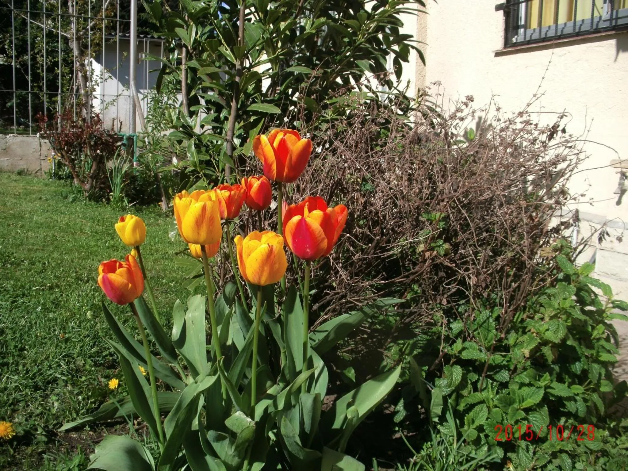 Spring in Casa Campo