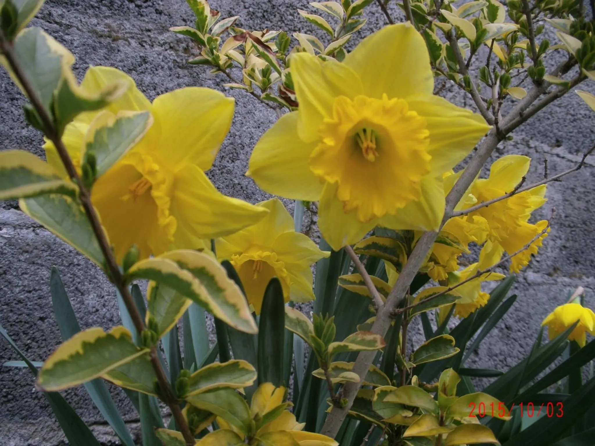 Spring in Casa Campo
