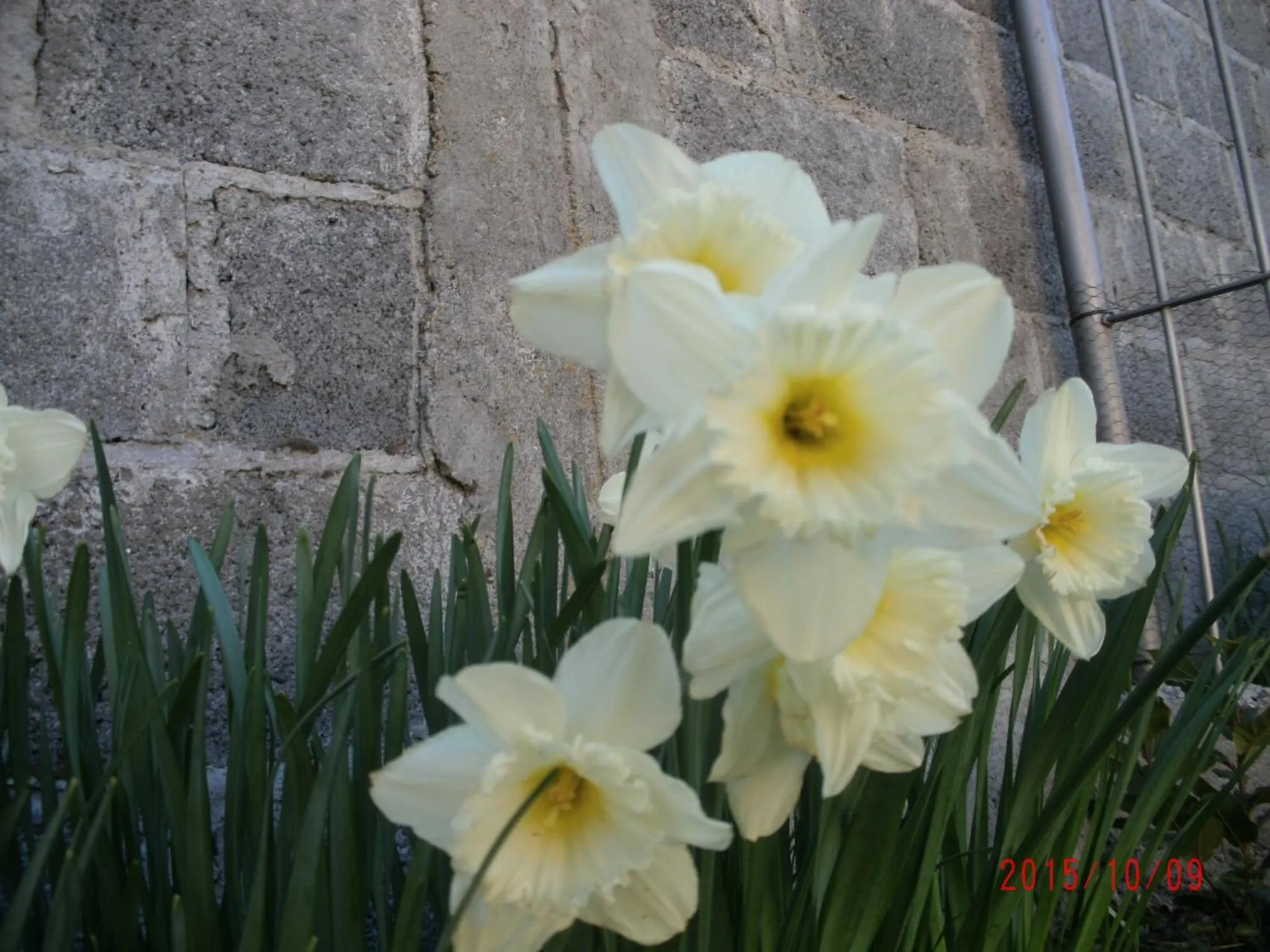 Spring in Casa Campo