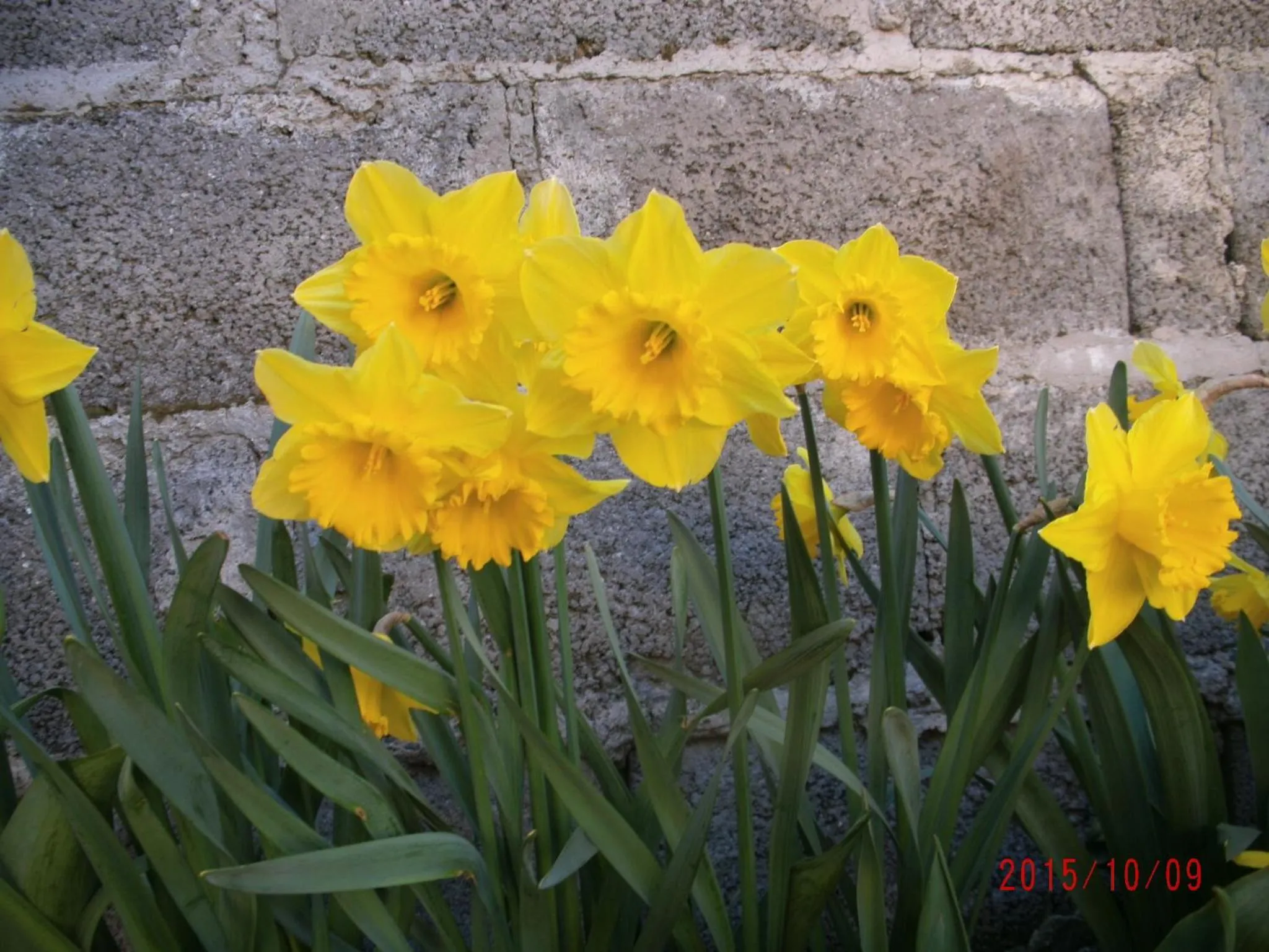 Spring in Casa Campo