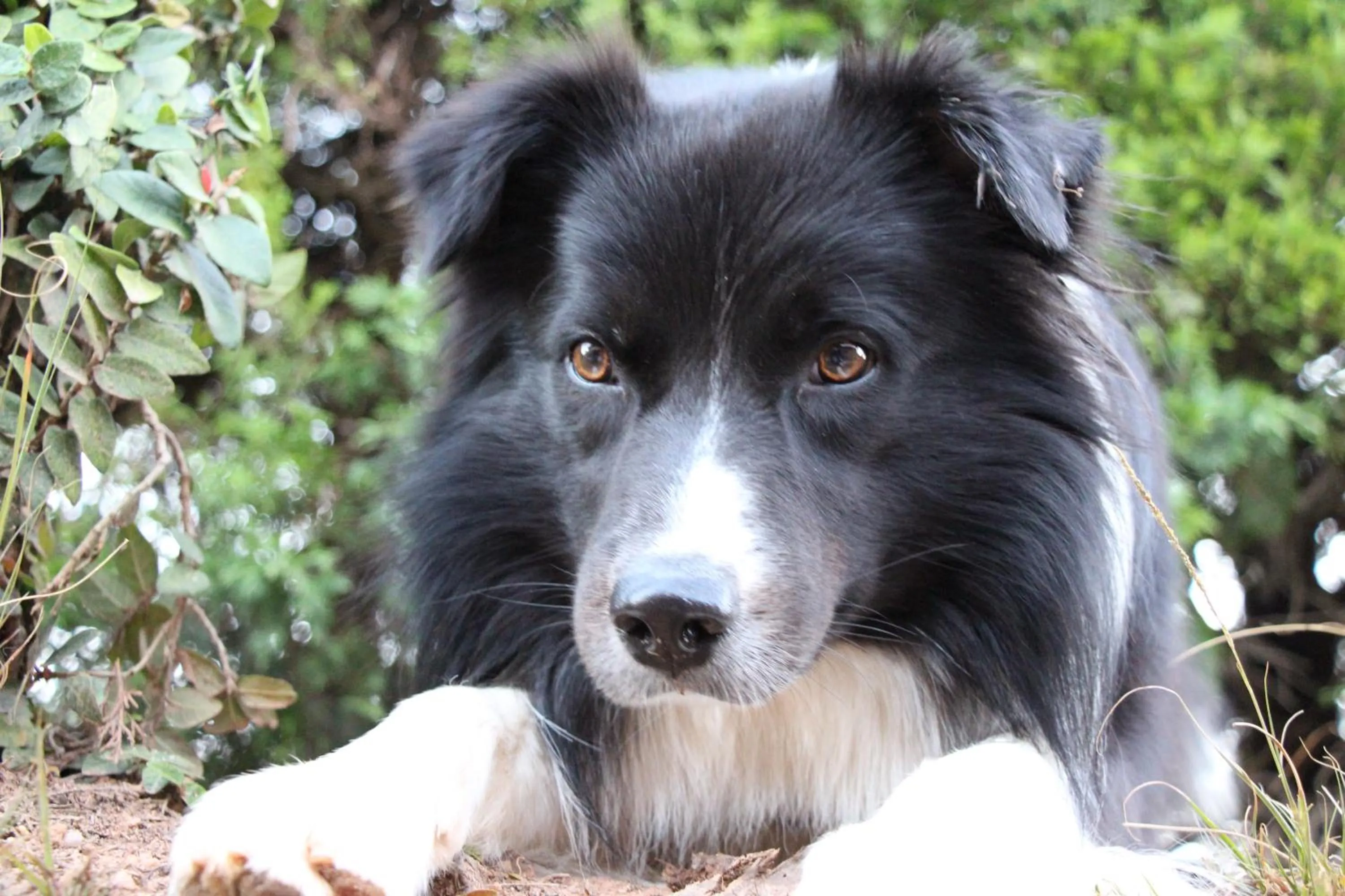 Pets in Hotel Pousada Shangri-la