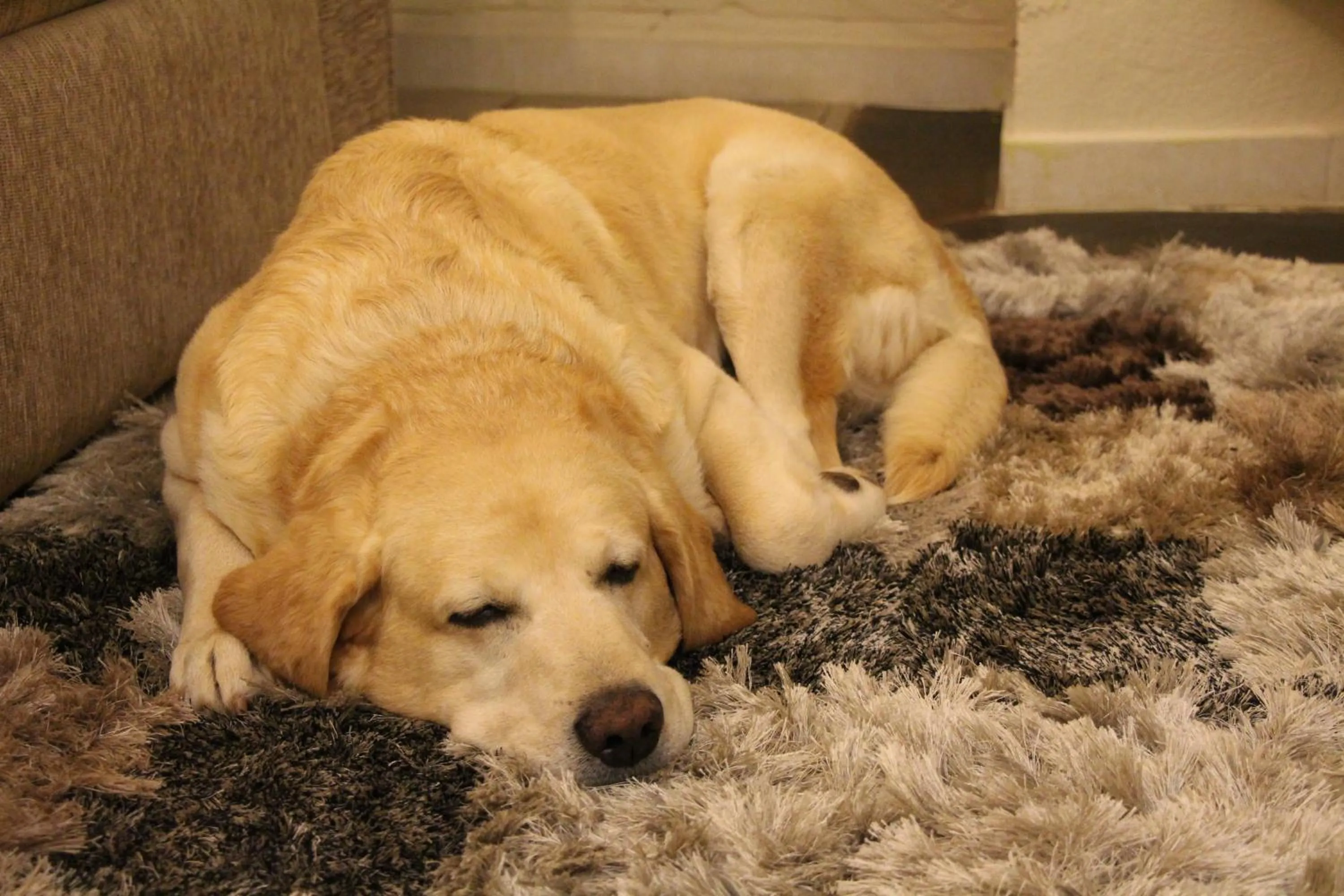 Pets in Hotel Pousada Shangri-la