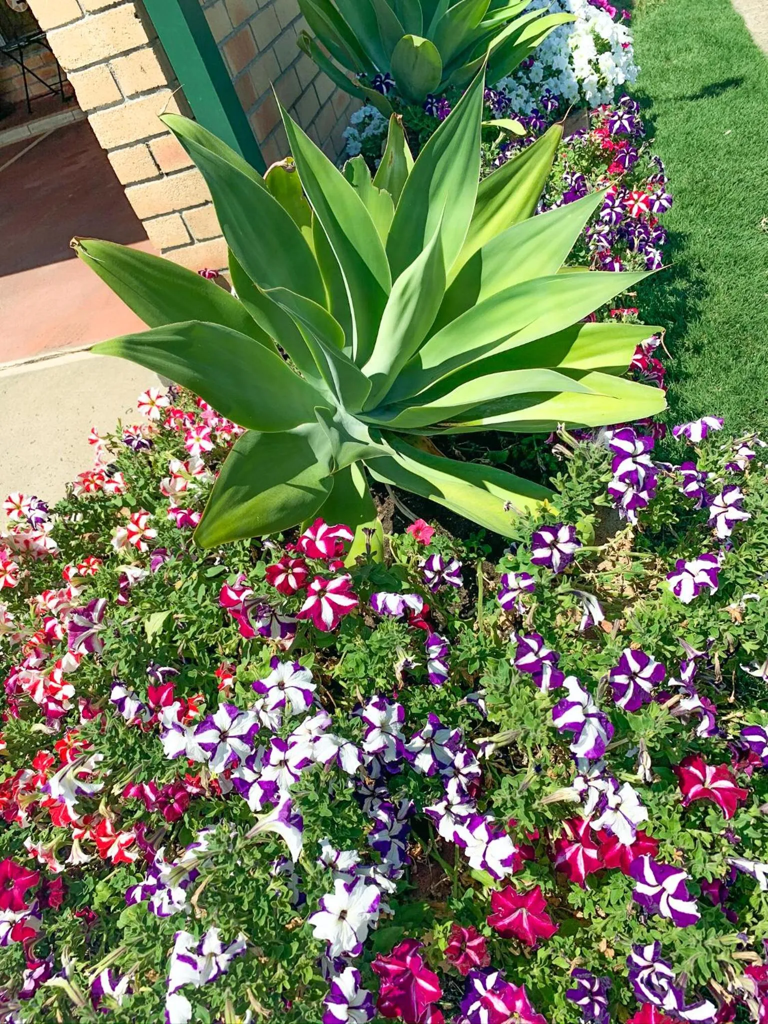 Garden in Squatters Homestead Motel