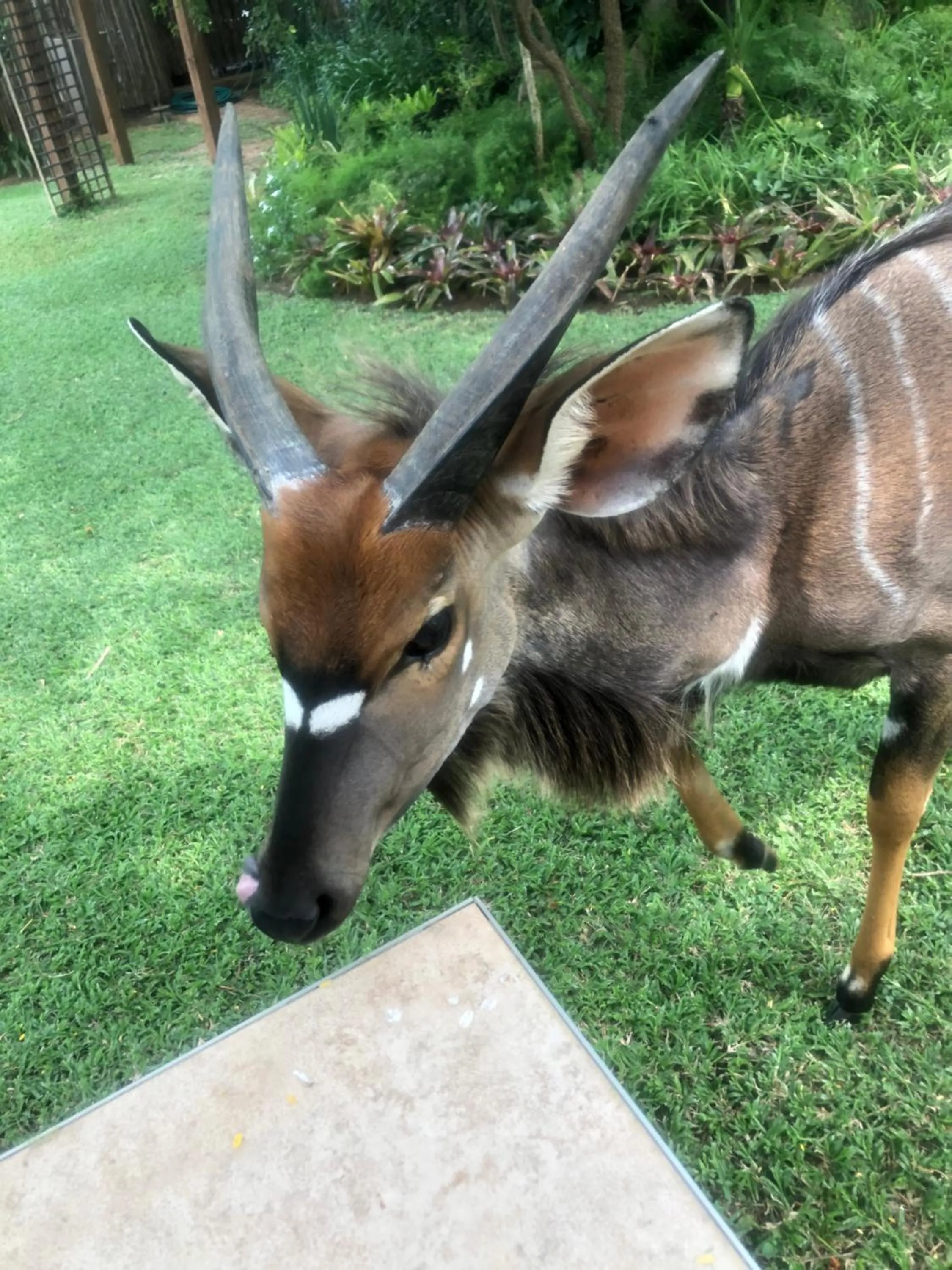 Jock of the Bushveld