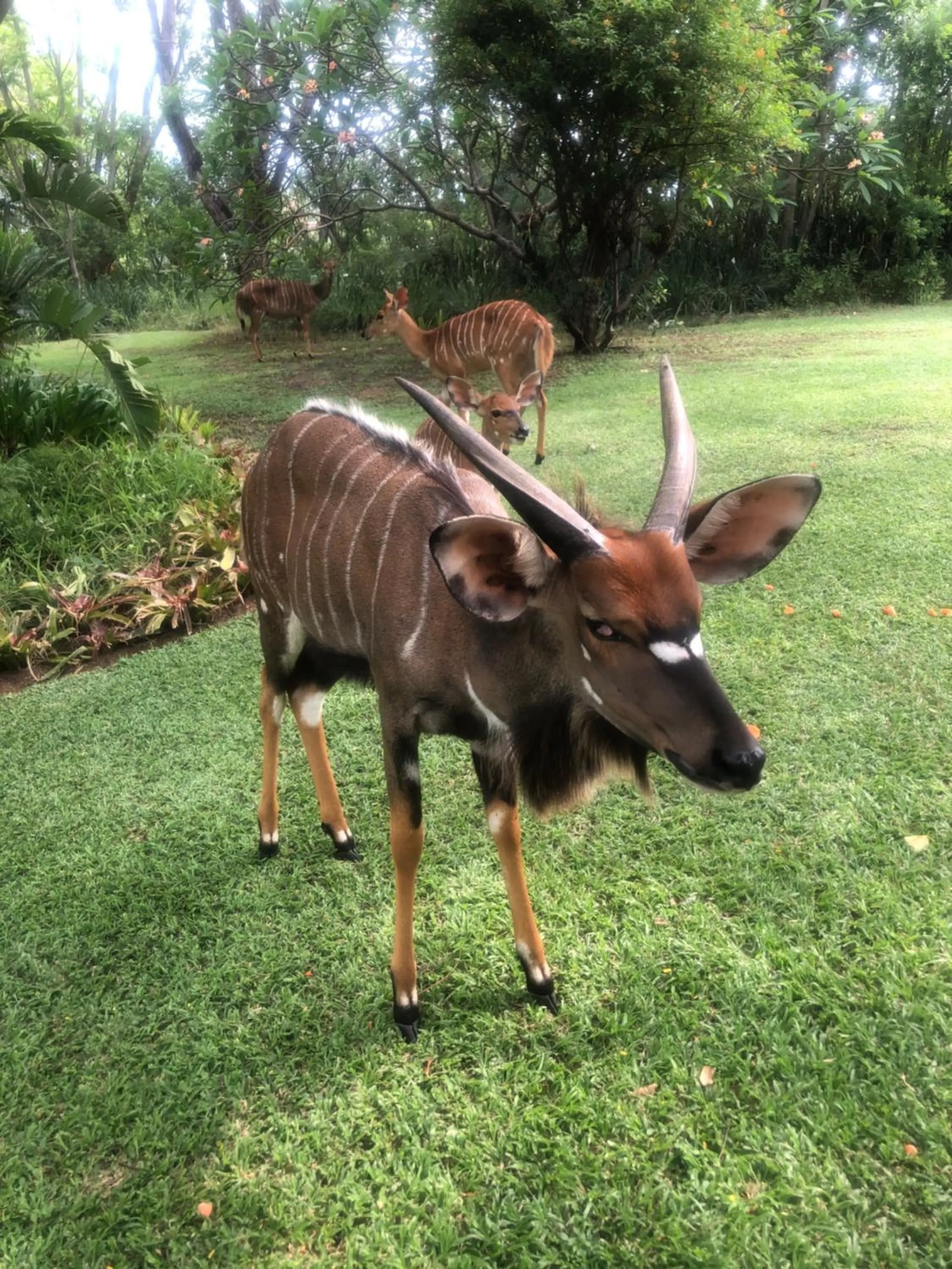 Jock of the Bushveld