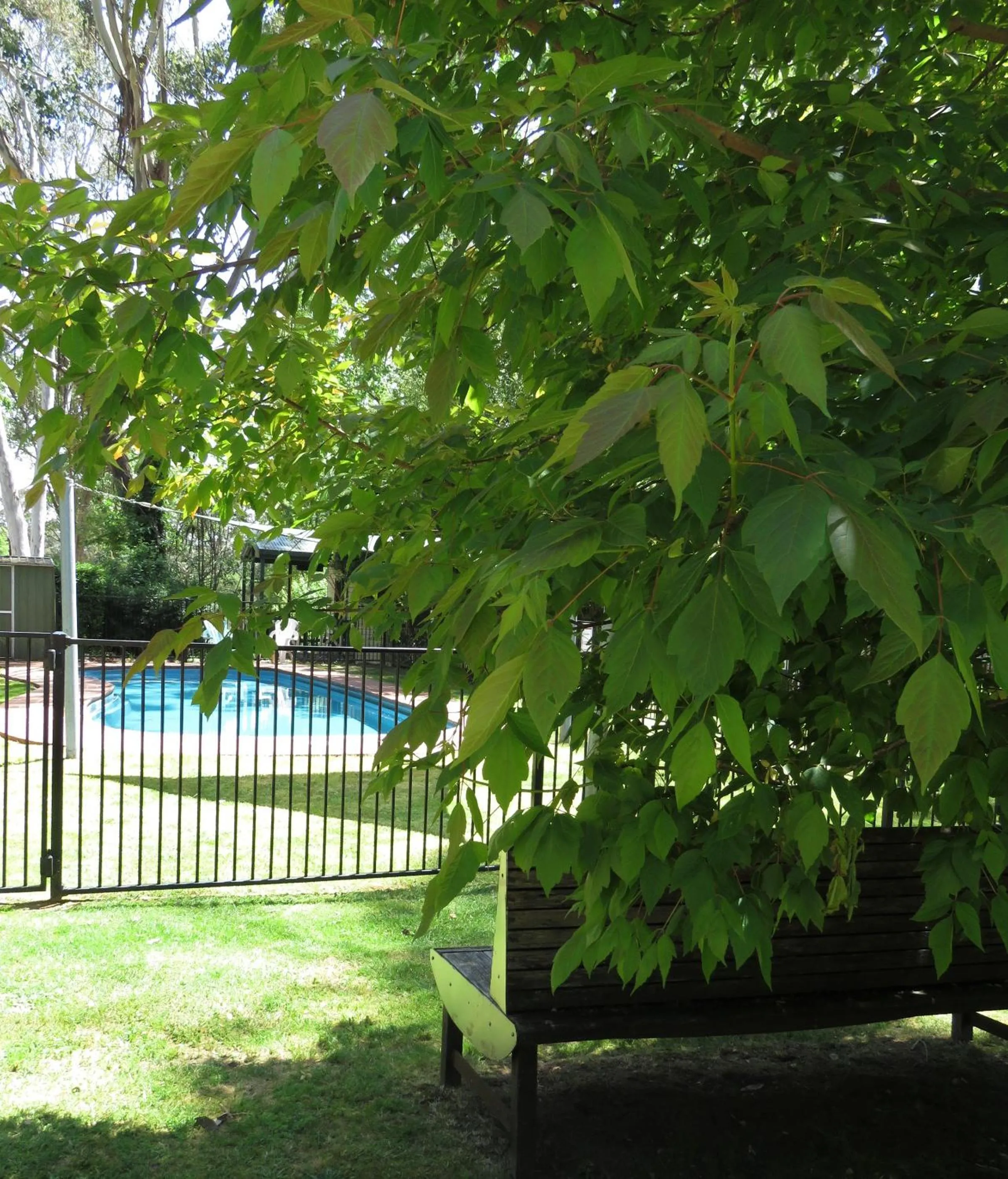 Pool view in Beechworth Holiday Park