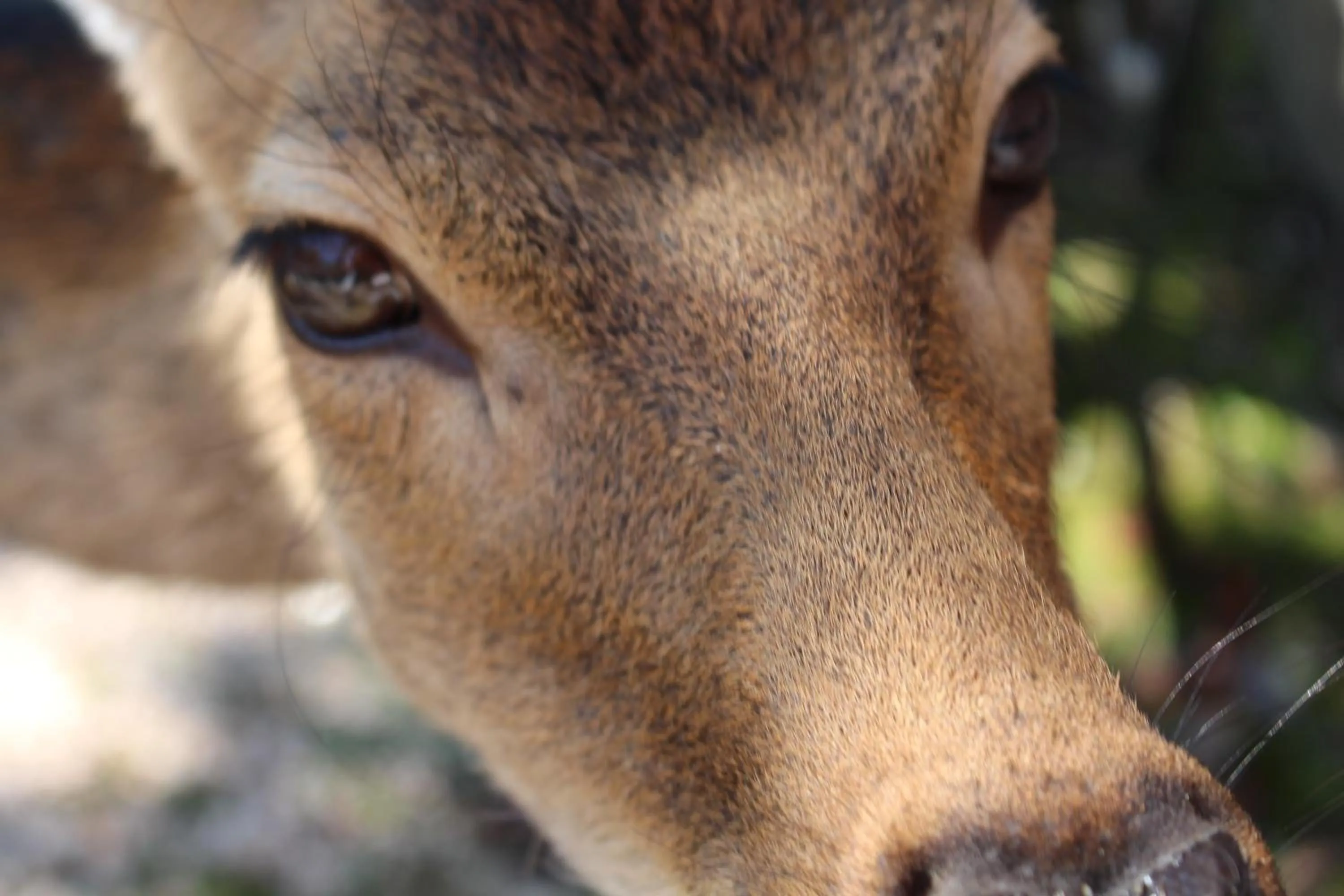 Animals in Miyajima Seaside Hotel