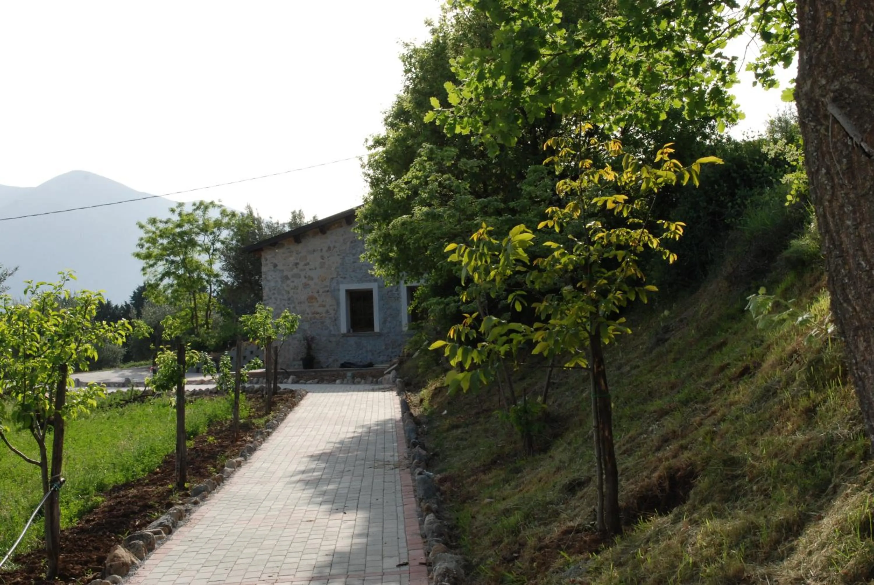 Gelsomino