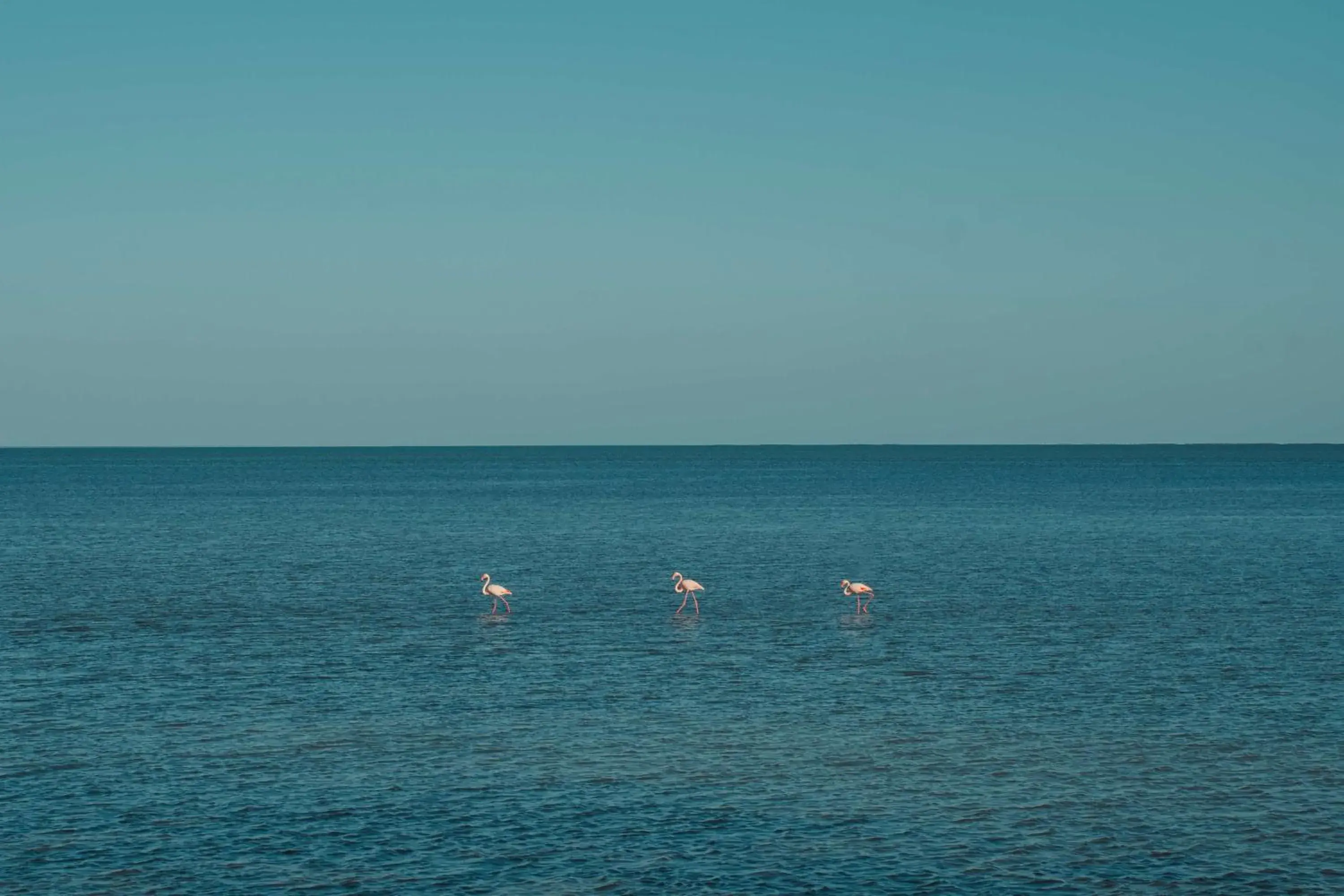 View (from property/room) in Radisson Blu Palace Resort & Thalasso, Djerba View (from property/room) in Radisson Blu Palace Resort & Thalasso, Djerba