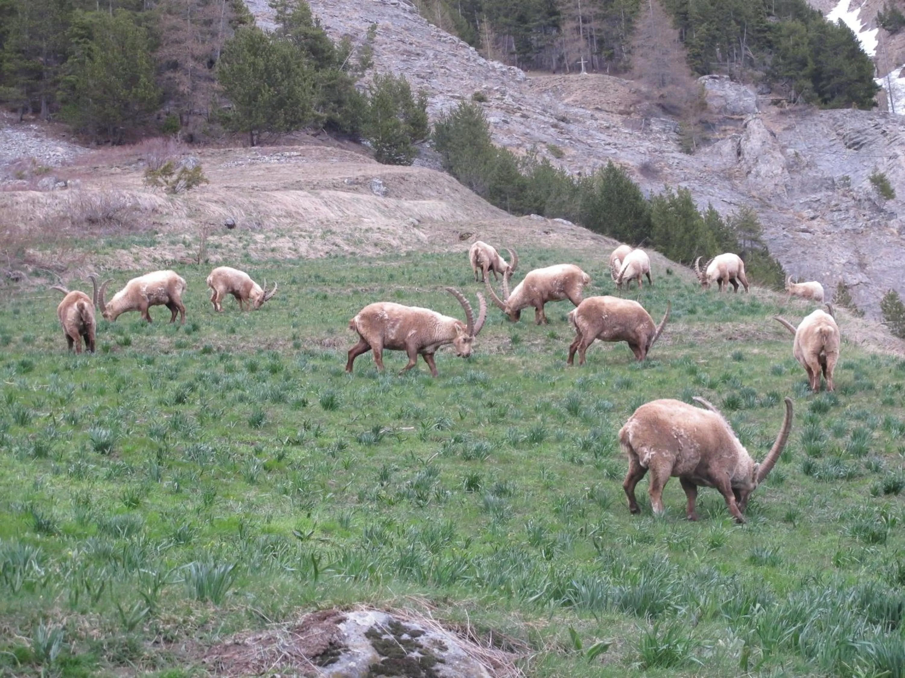 Garden in Auberge du Pont de l'Alp