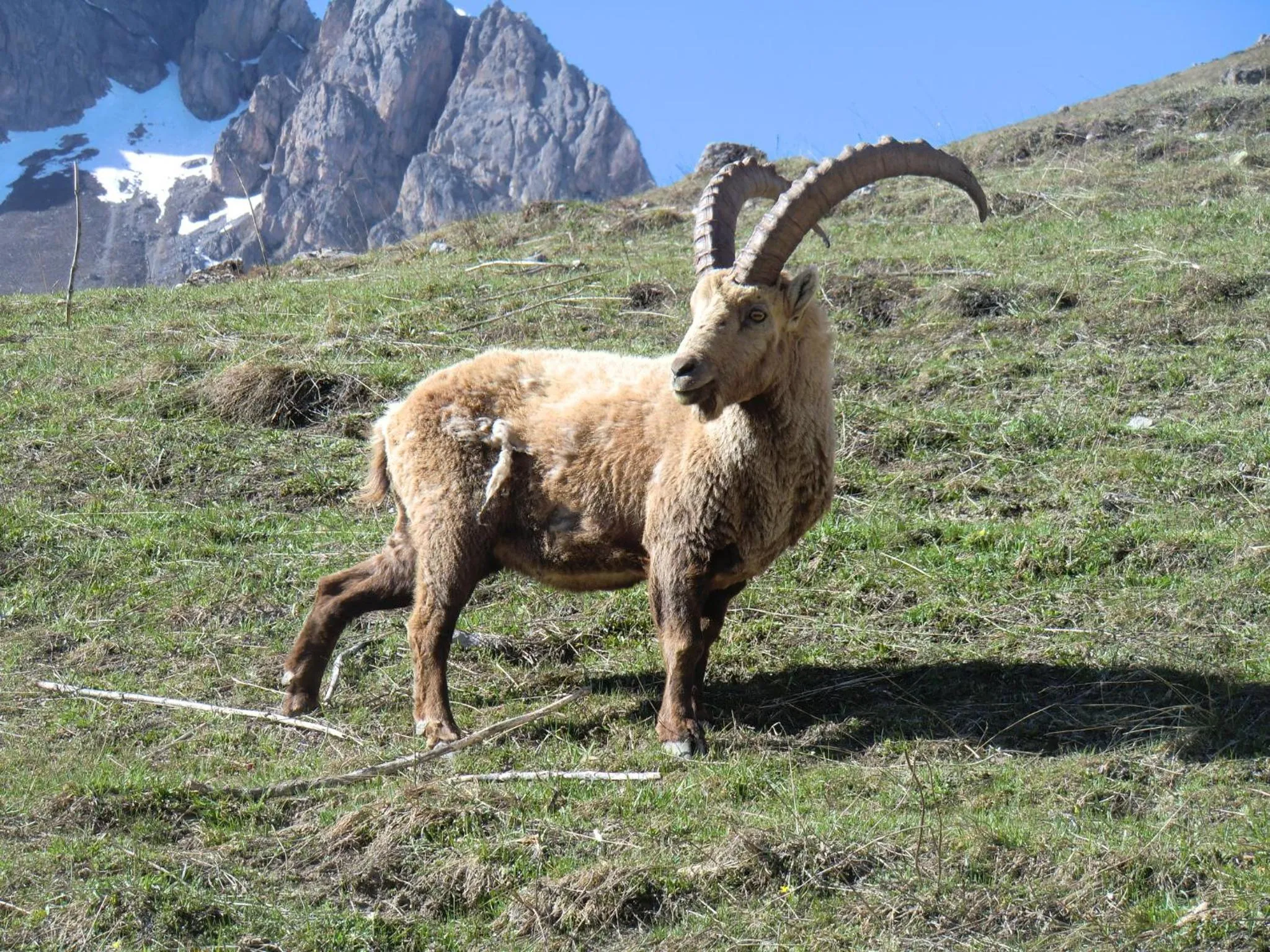 Auberge du Pont de l'Alp