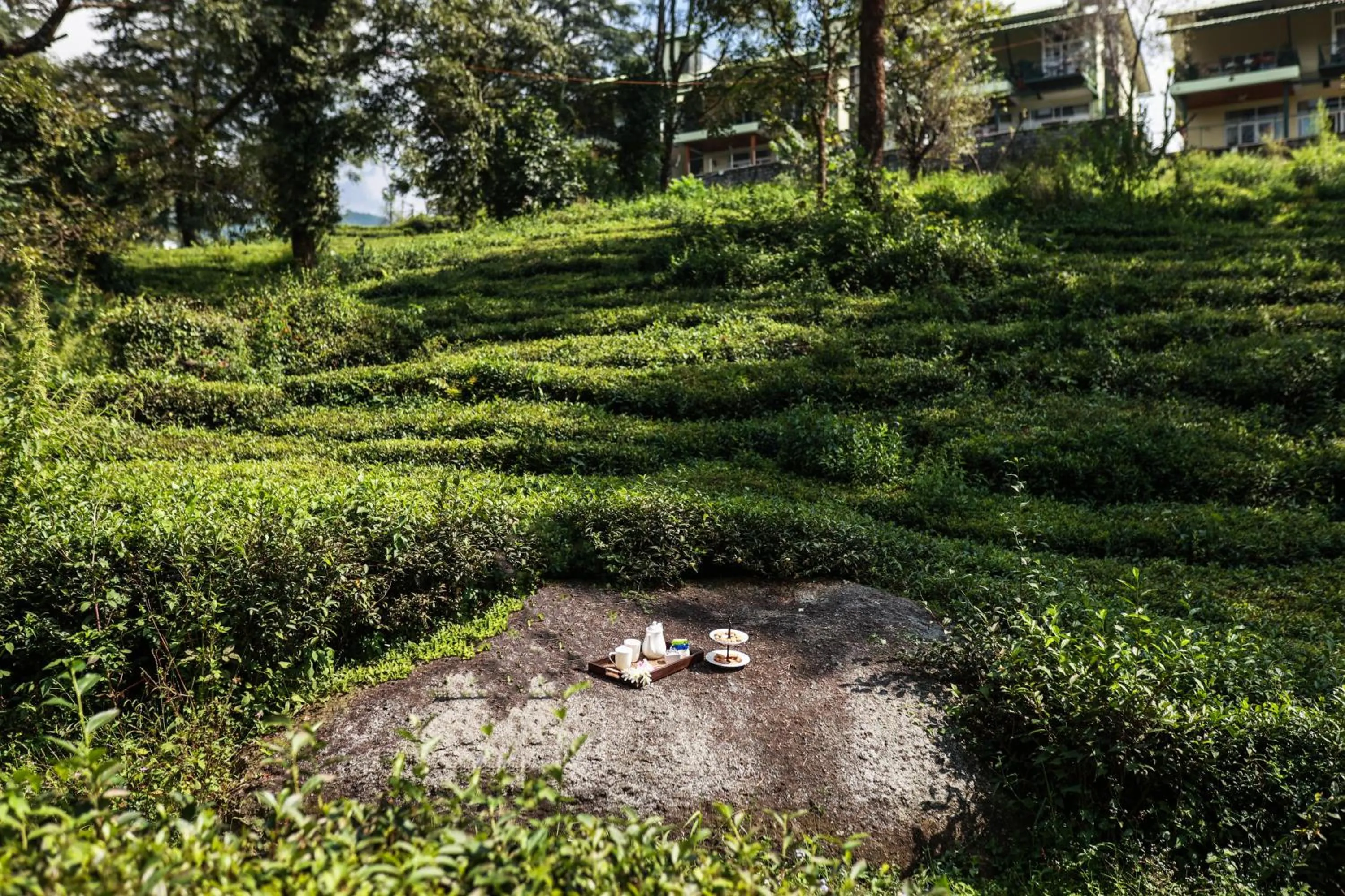 Natural landscape in Lamrin Norwood Green Palampur, Himachal Pradesh