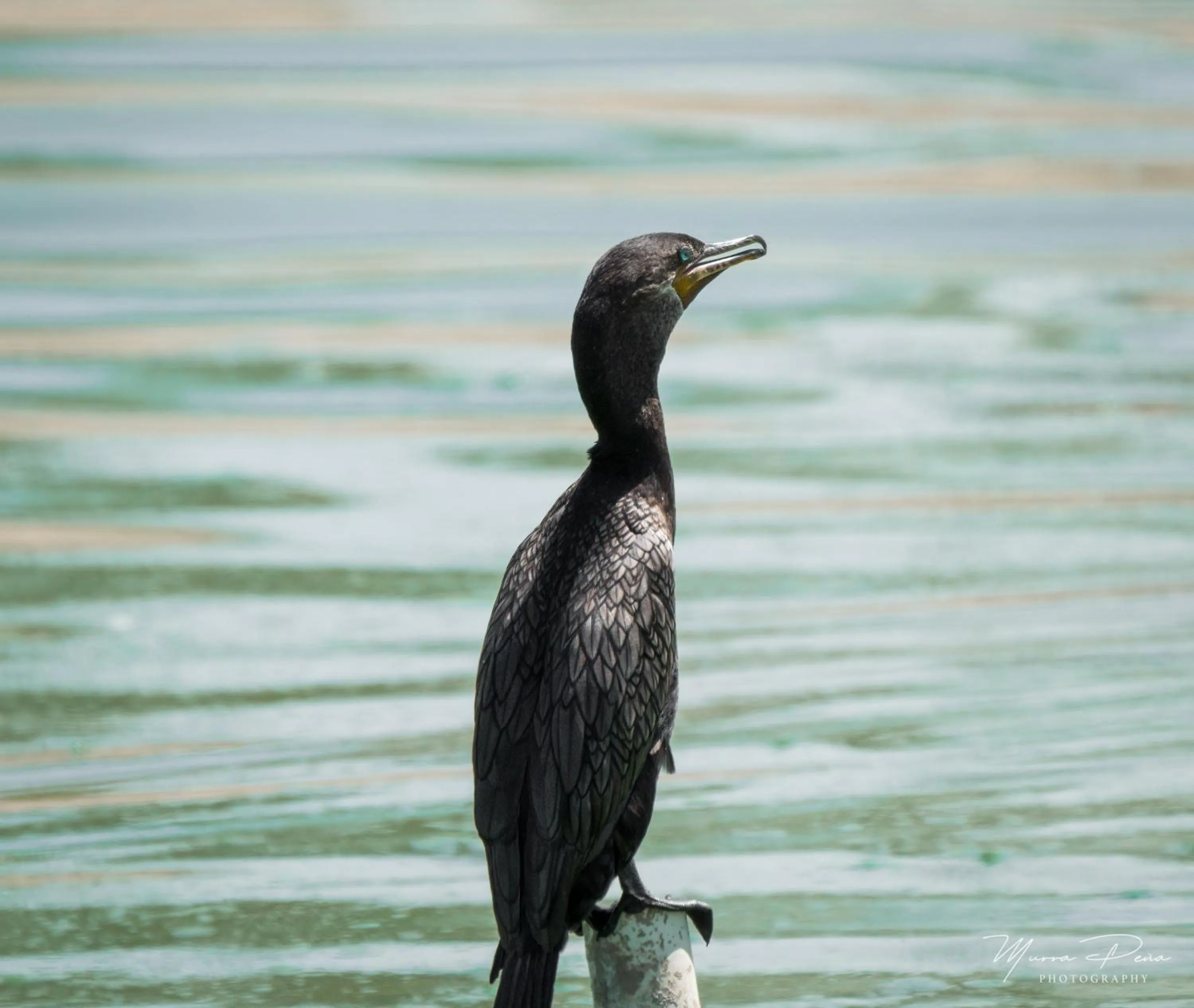 Natural landscape in Azul Talavera Country Club